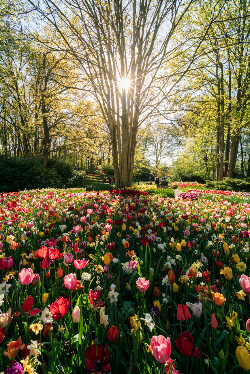 Jardines de Keukenhof (Lisse)