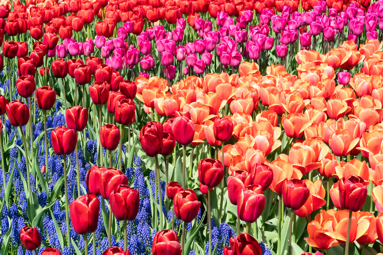 Jardines de Keukenhof (Lisse)