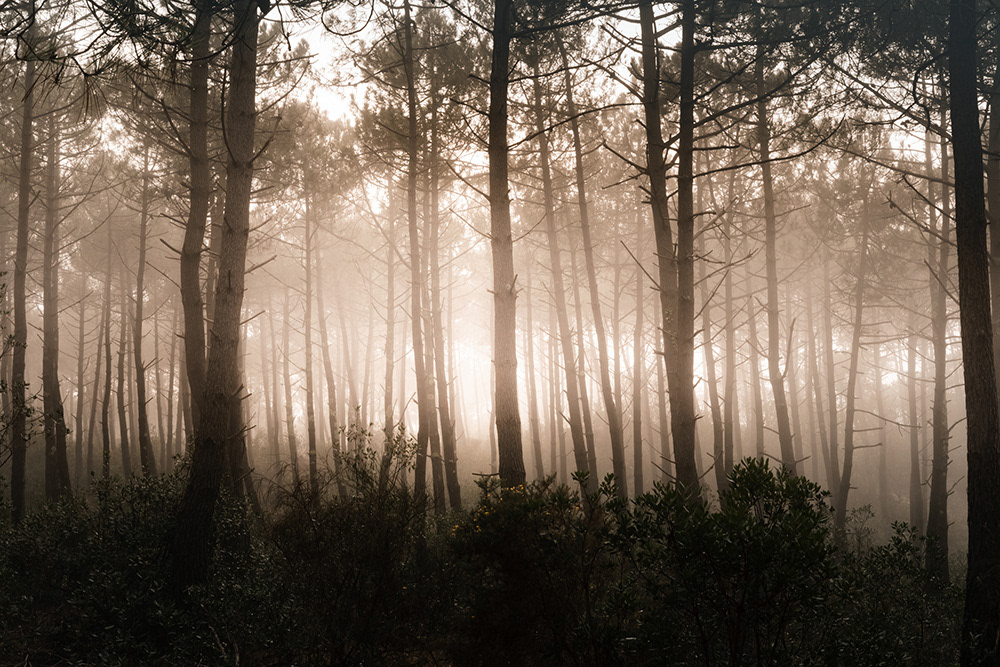 Les Landes