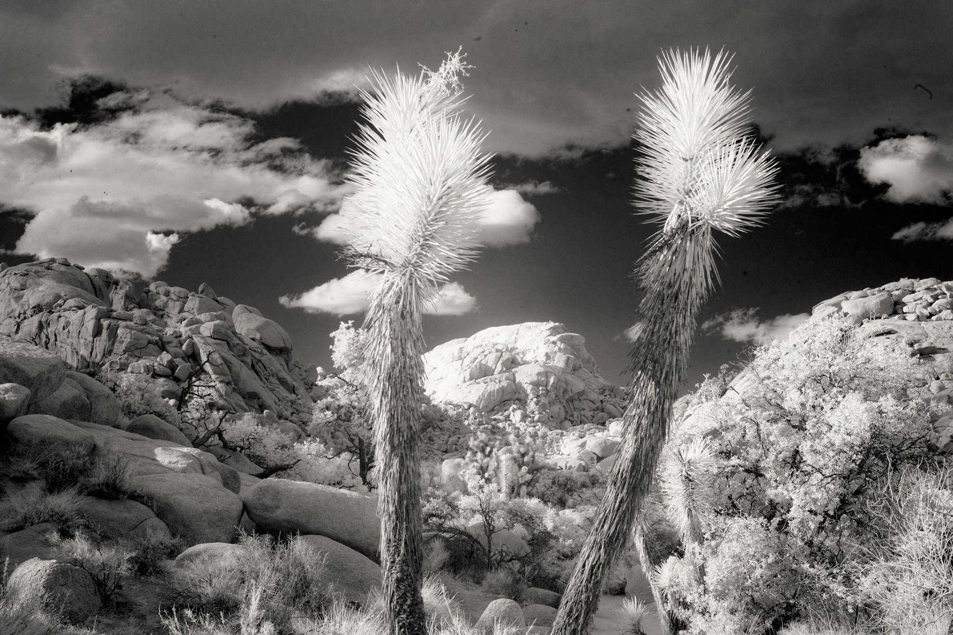 Joshua Tree, California