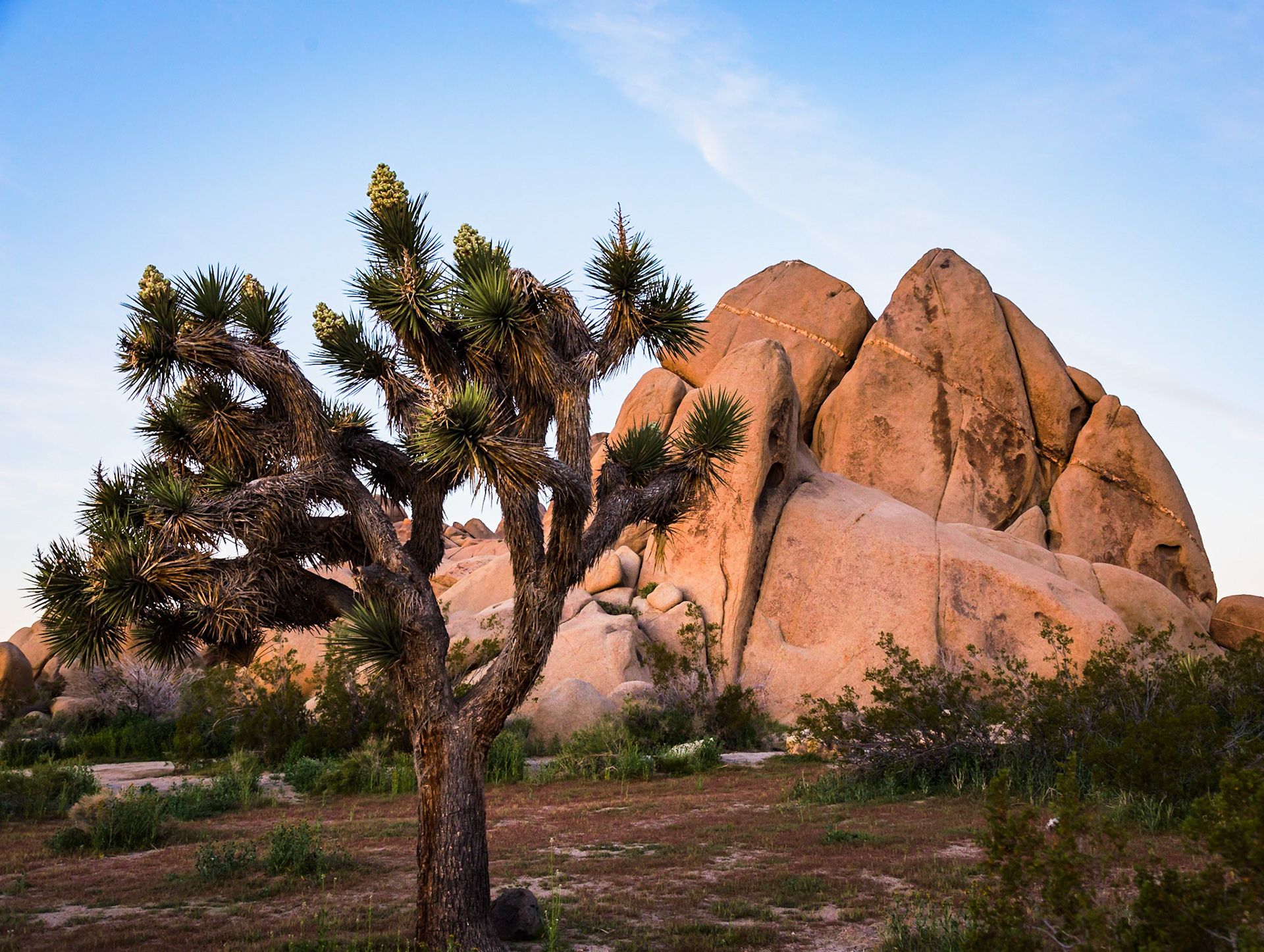 Joshua Tree National Park, California