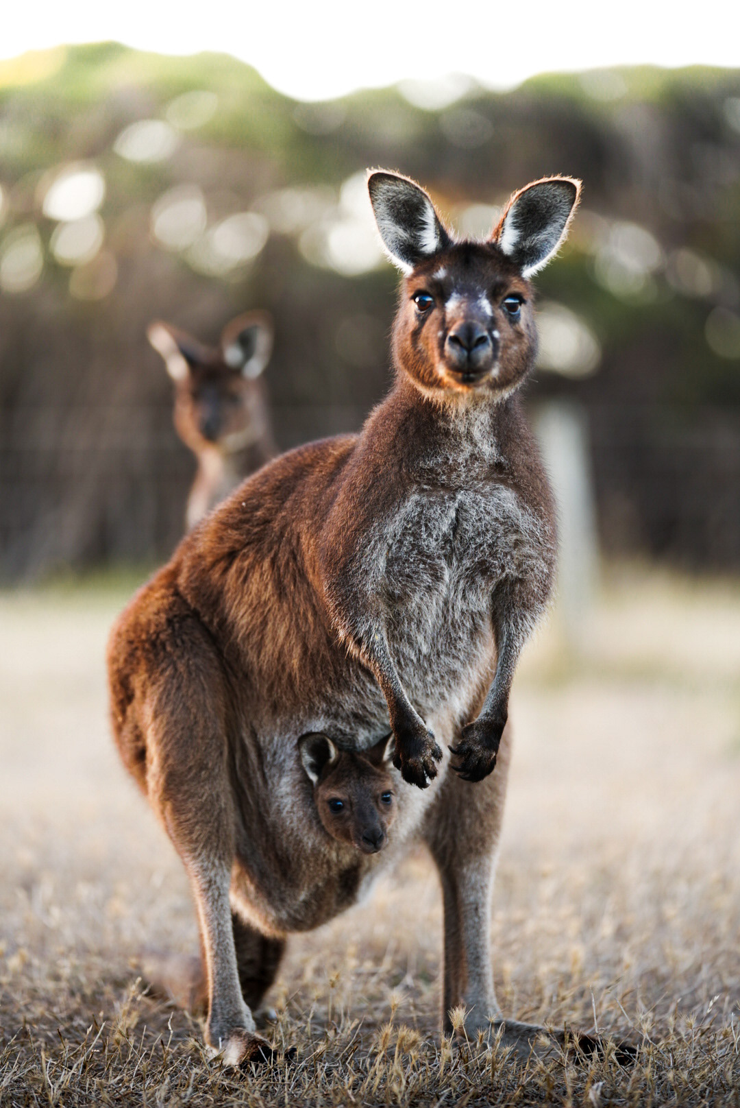 Cape Willoughby, Kangaroo Island
