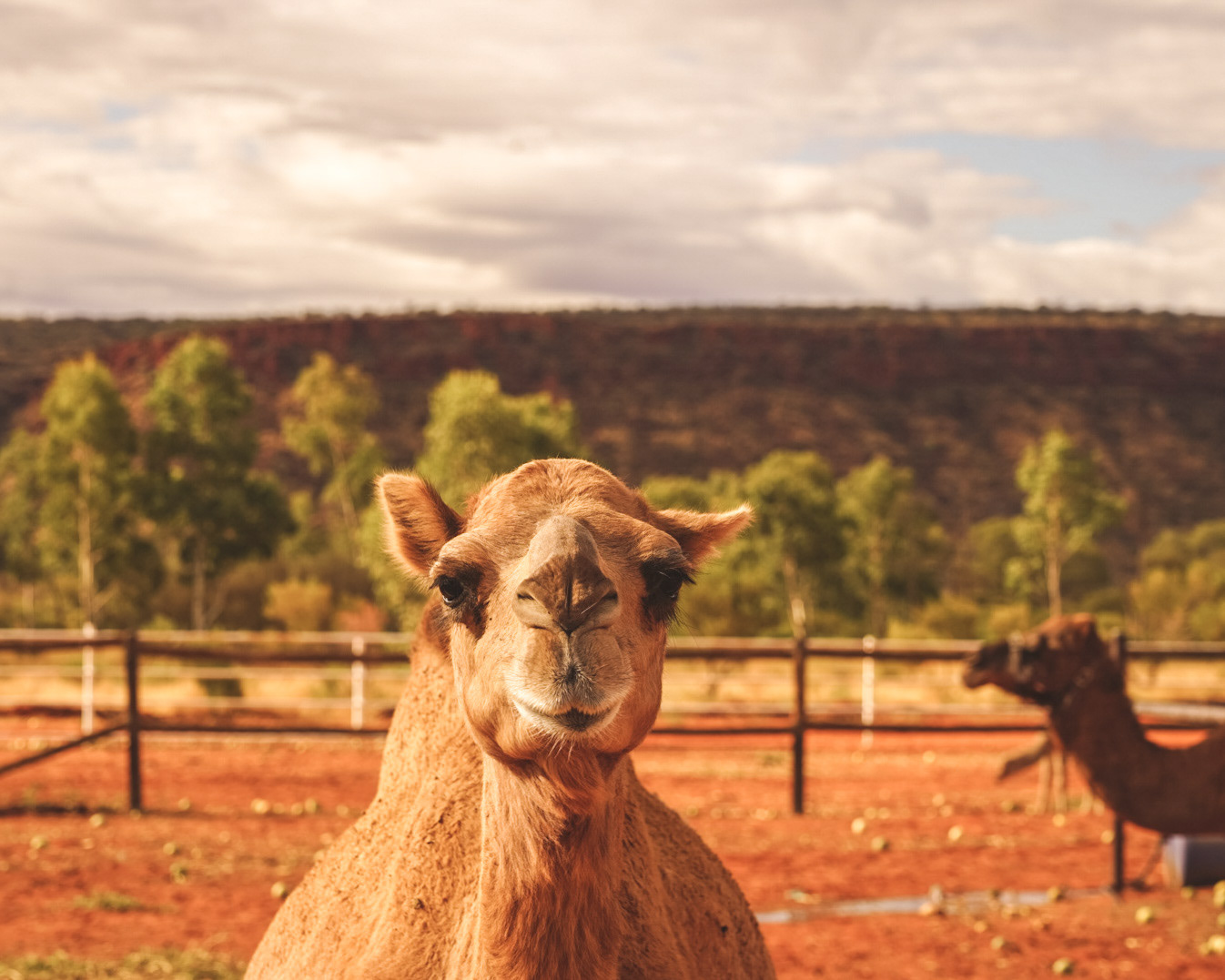 Uluṟu-Kata Tjuṯa National Park, Australia