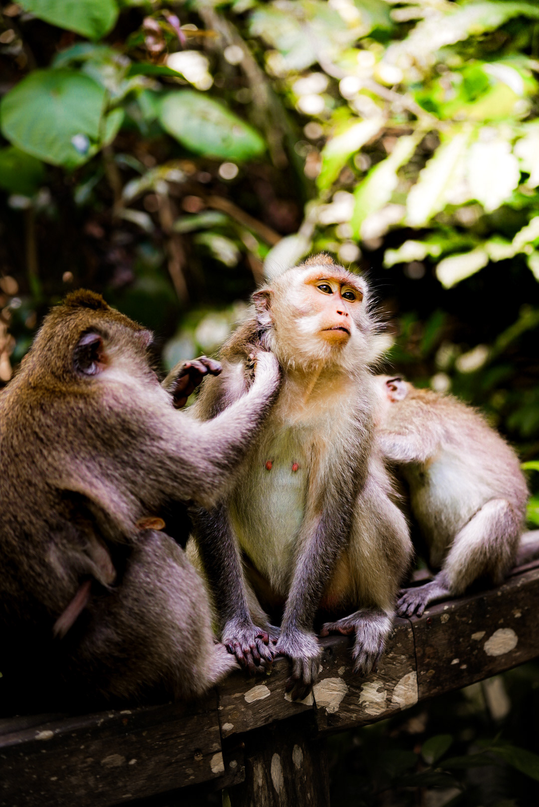 Monkey Forest, Bali, Indonesia