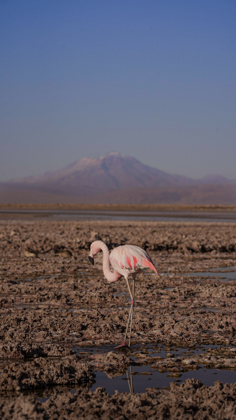 Flamencos National Reserve, San Pedro de atacama , Chile