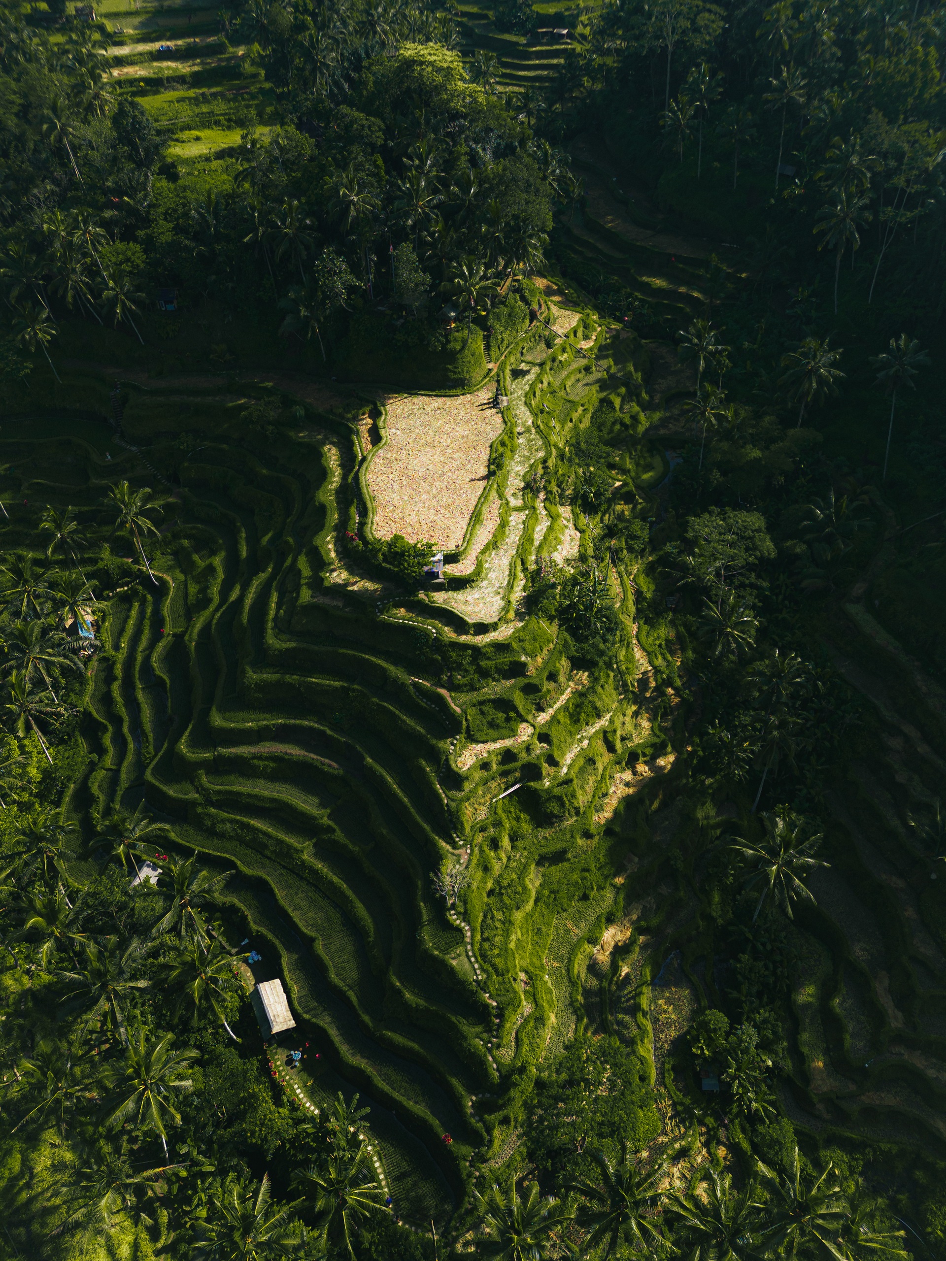 Tegallalang Rice Terraces, Ubud, Bali, Indonesia