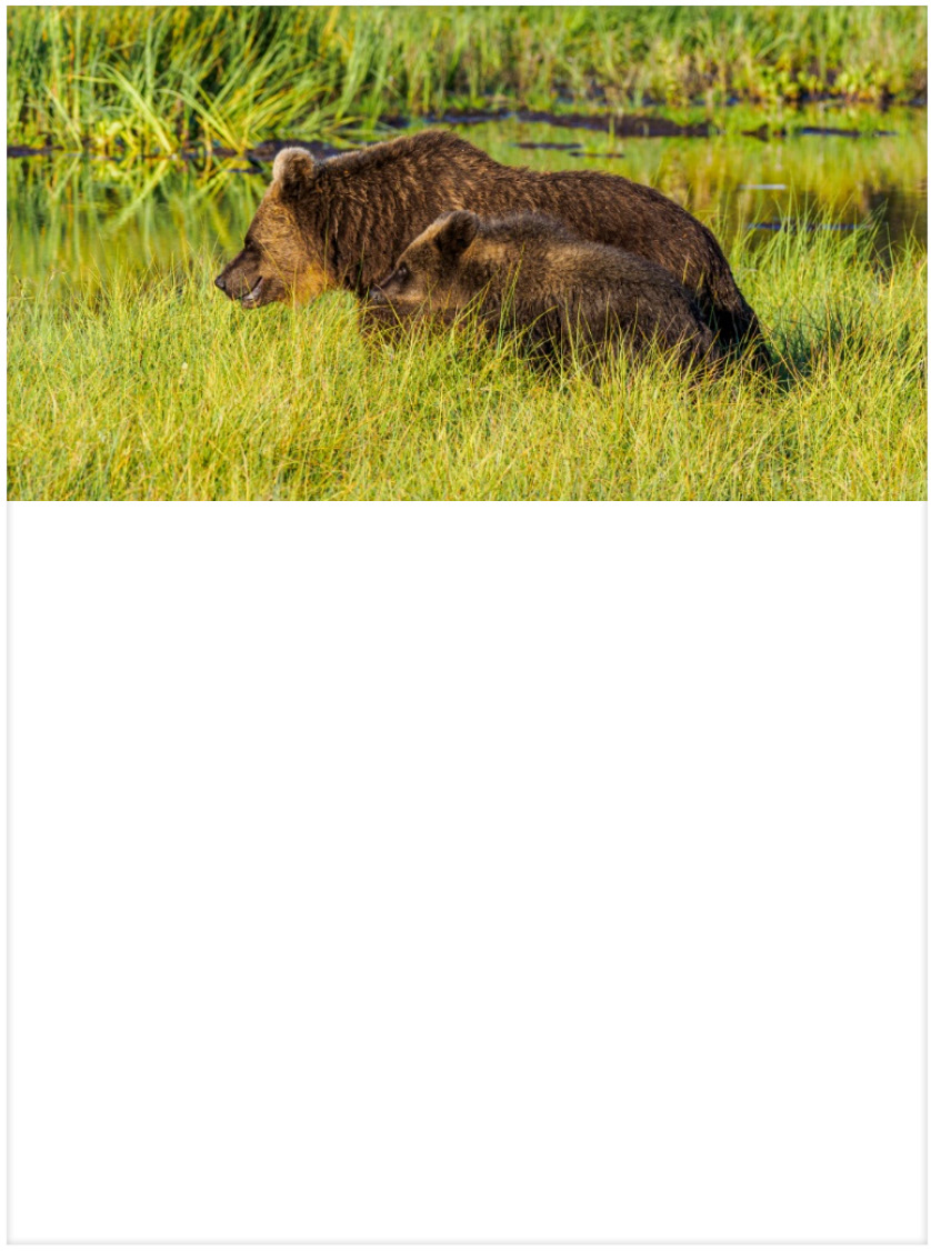 Merkzettelblock Bären