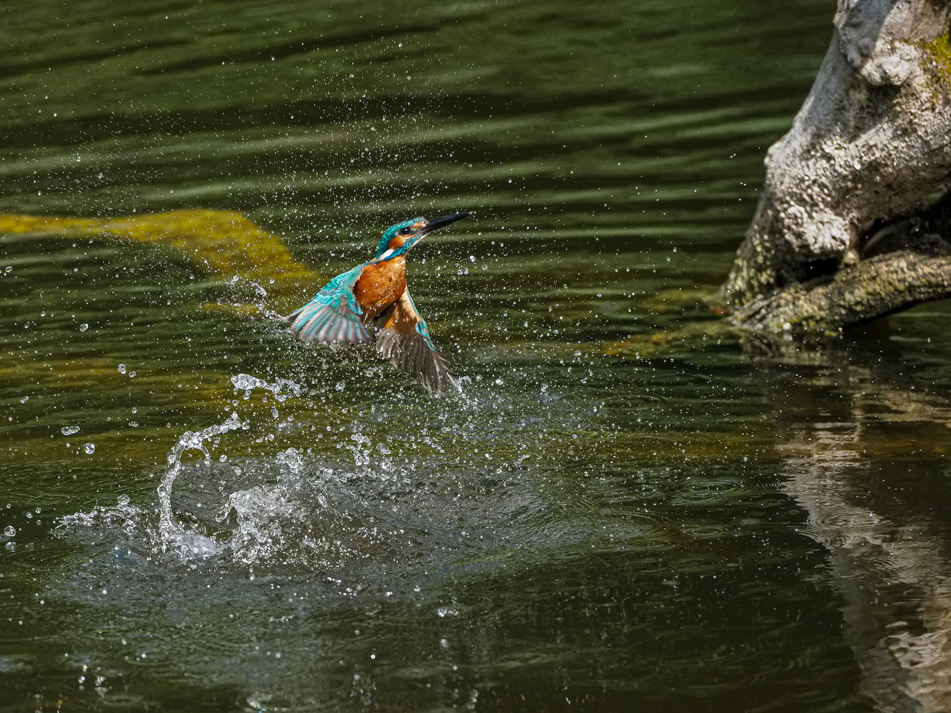 Eisvogel