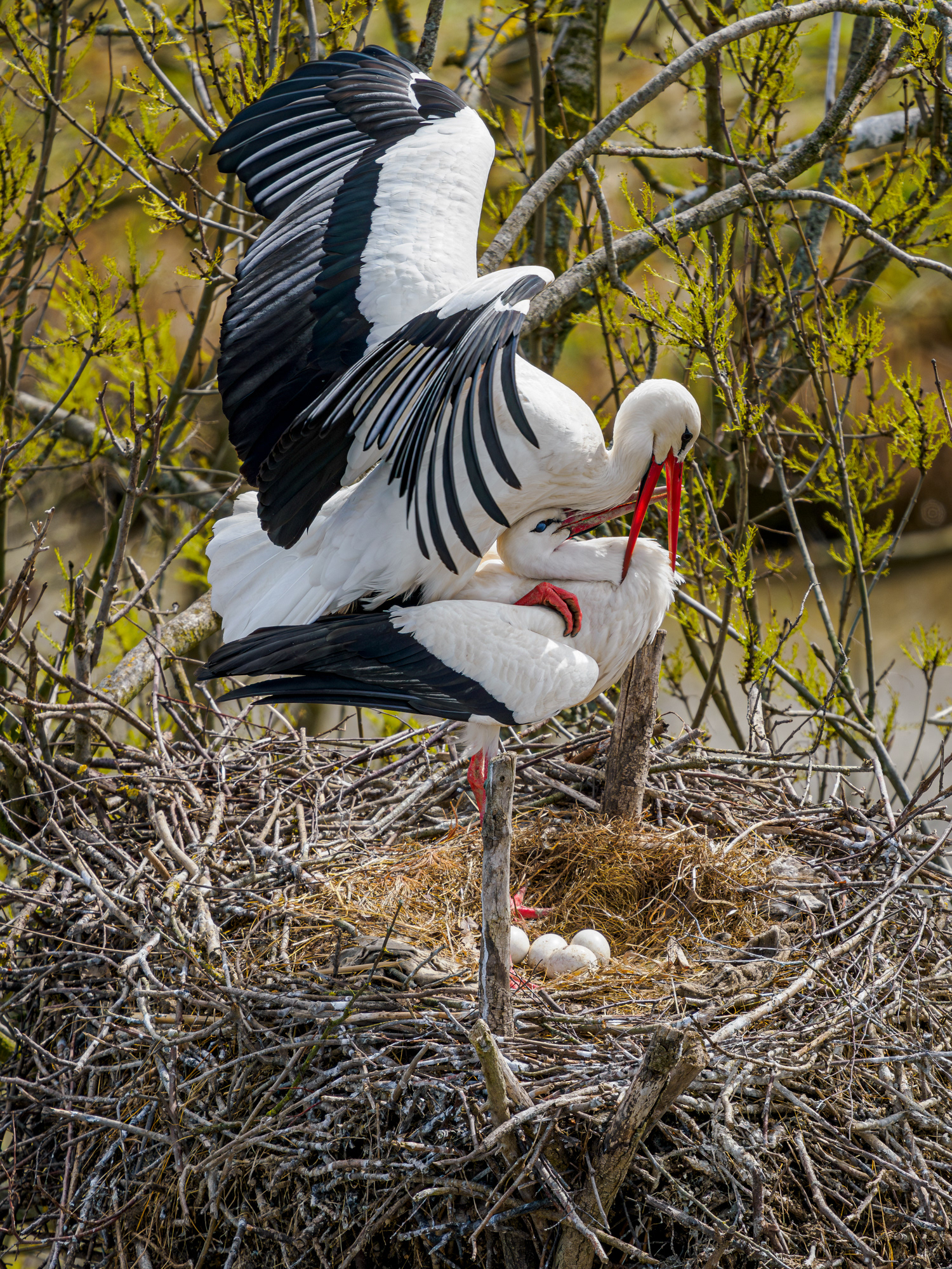 Weissstorch