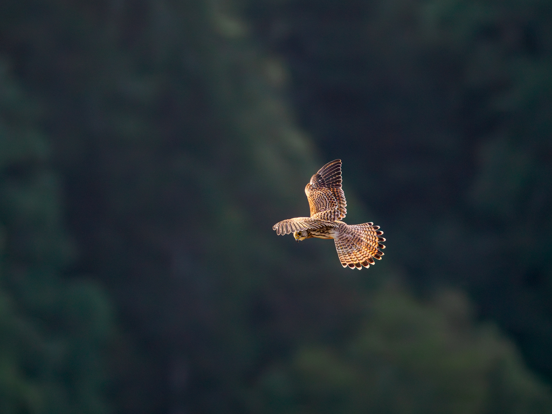 Turmfalke