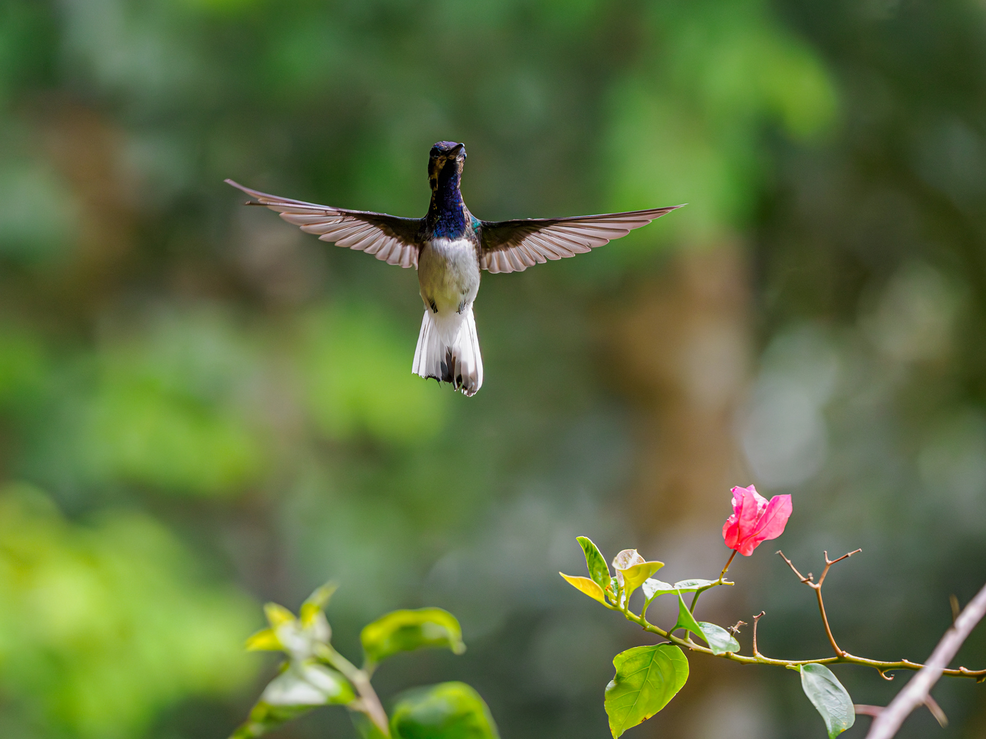 Kolibri