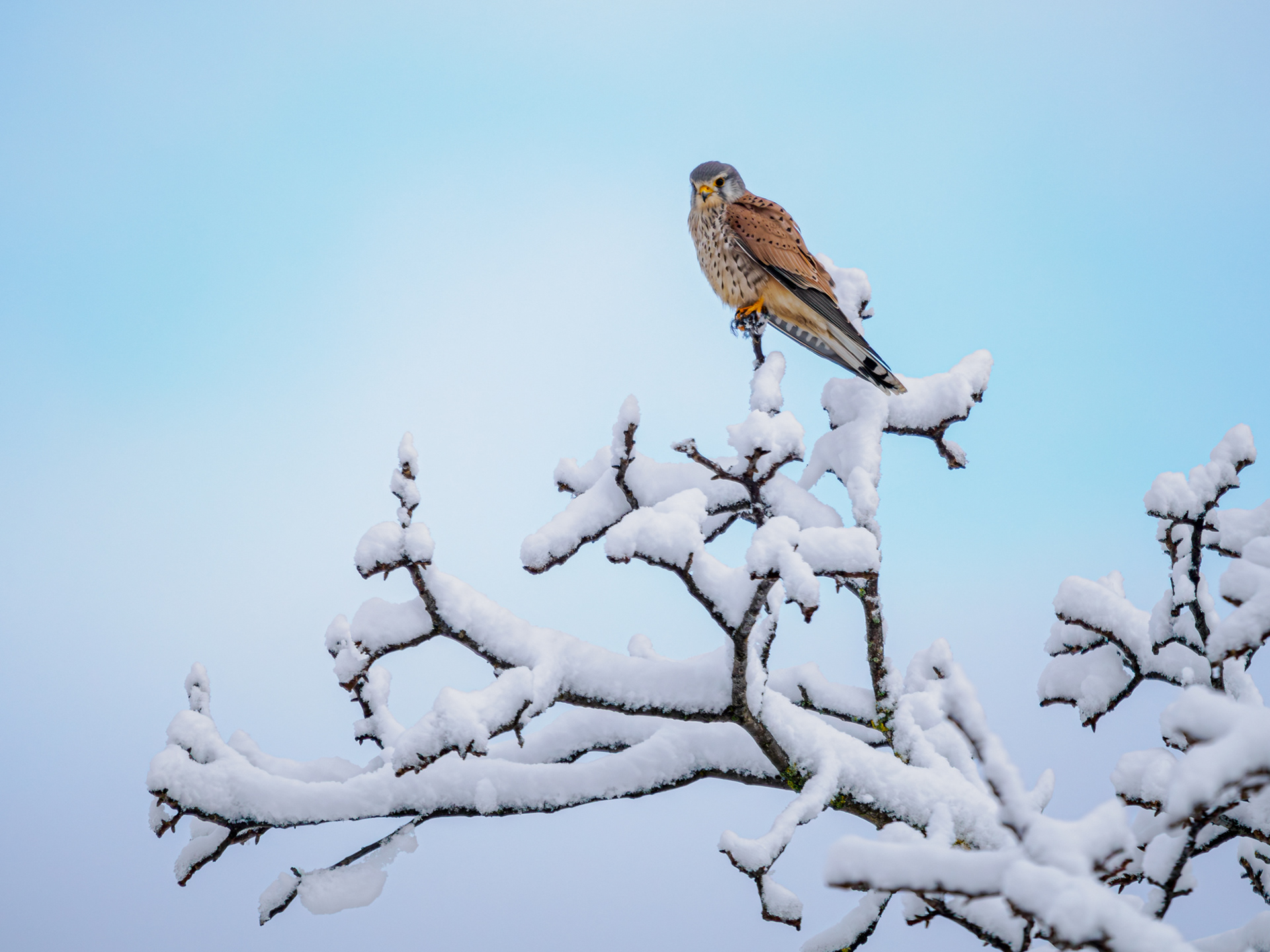 Turmfalke