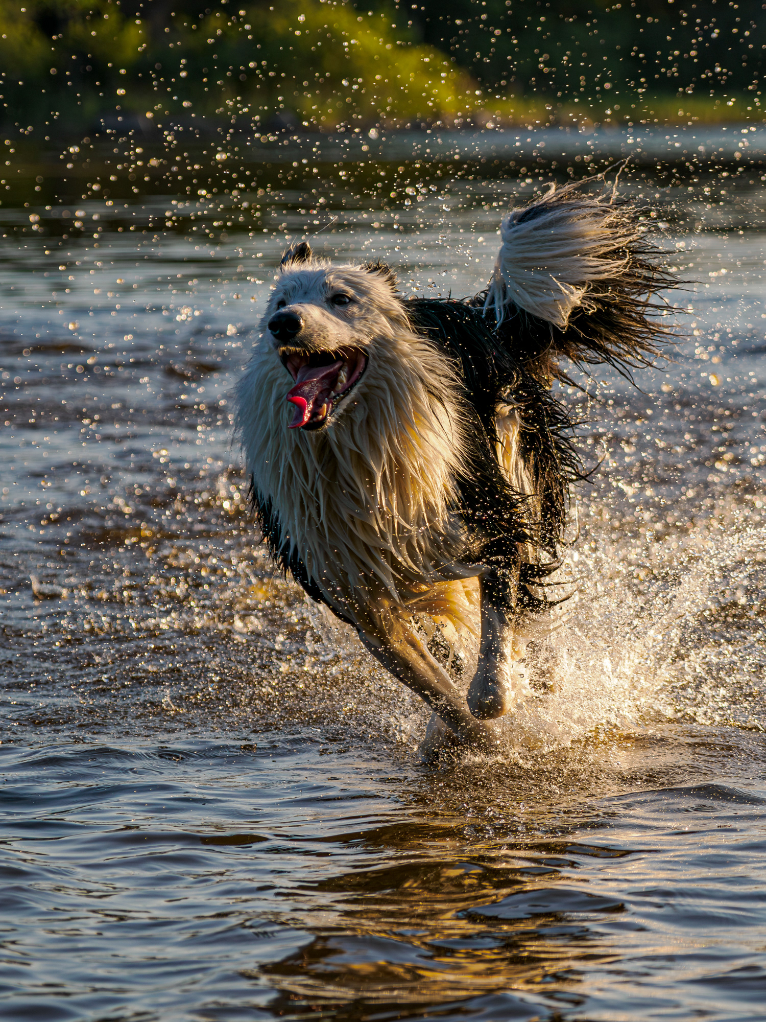 Hund