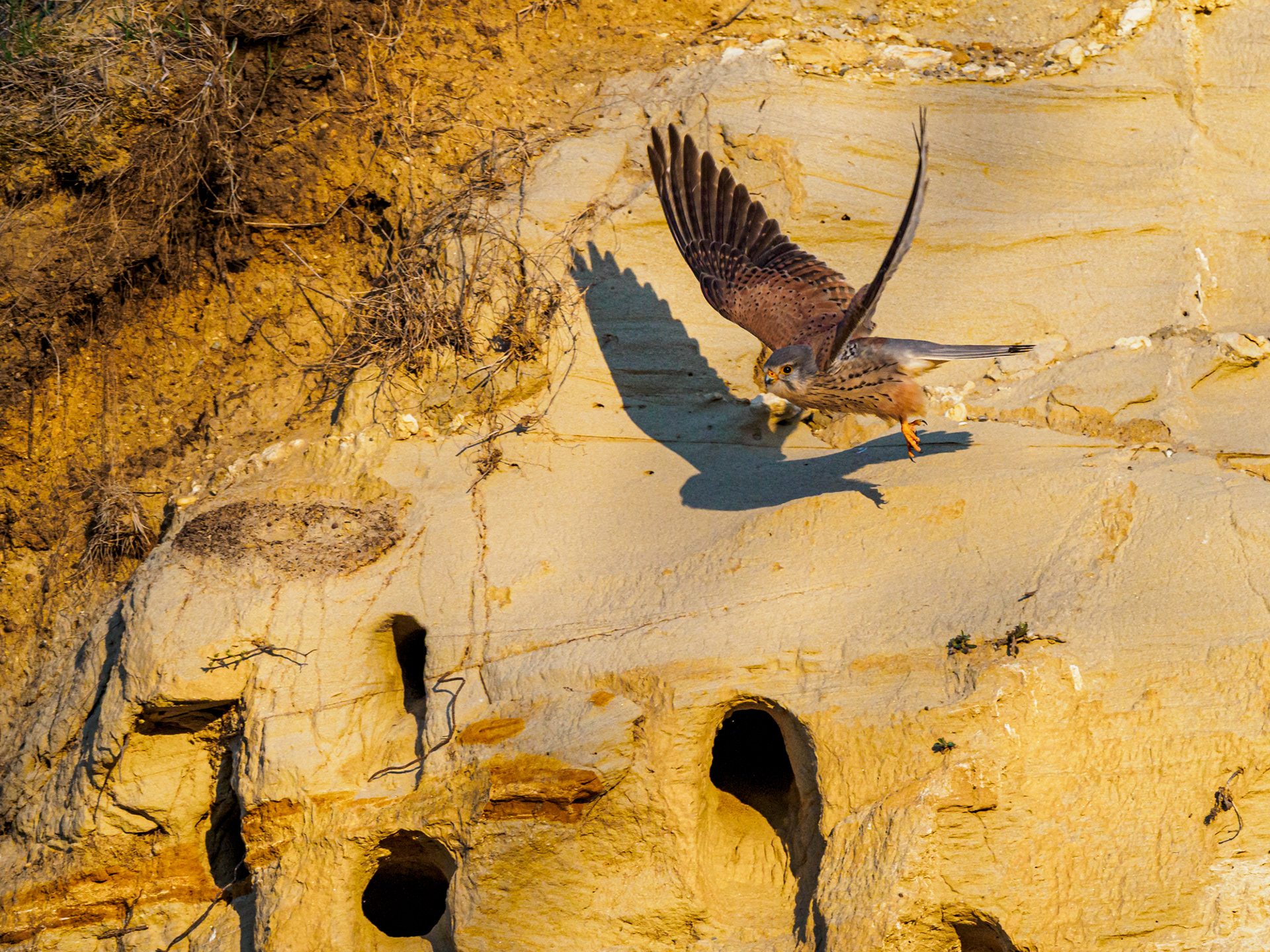 Turmfalke