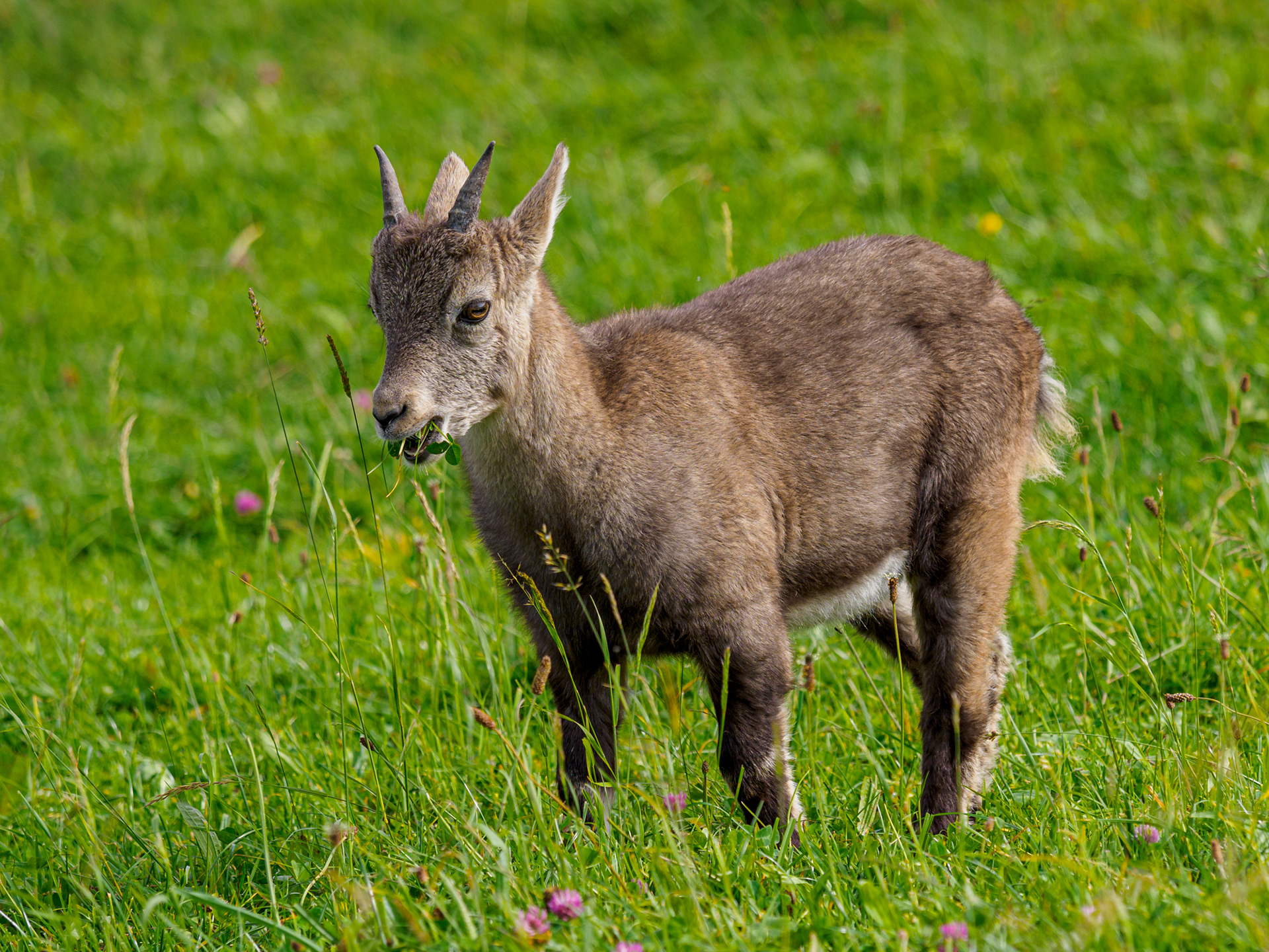 Steinbockkitz