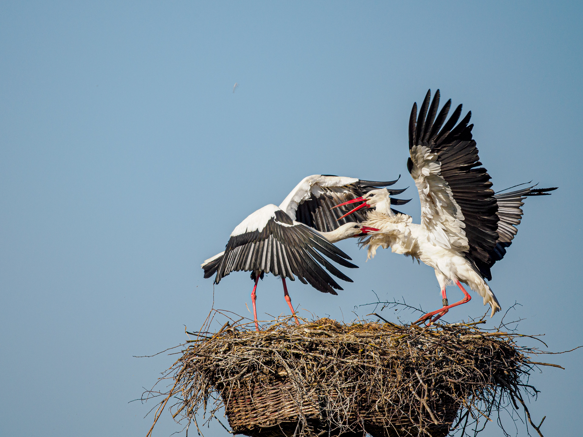 Storch