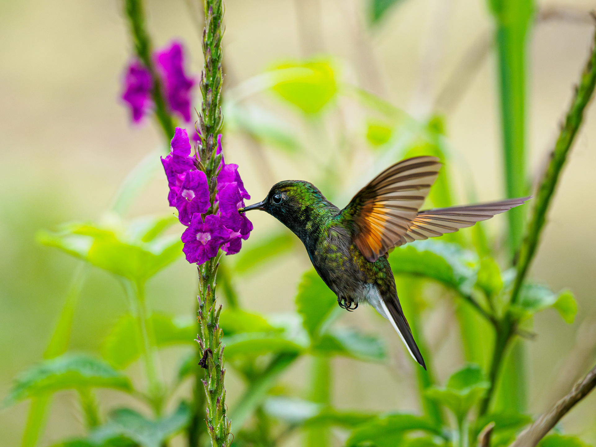 Kolibri