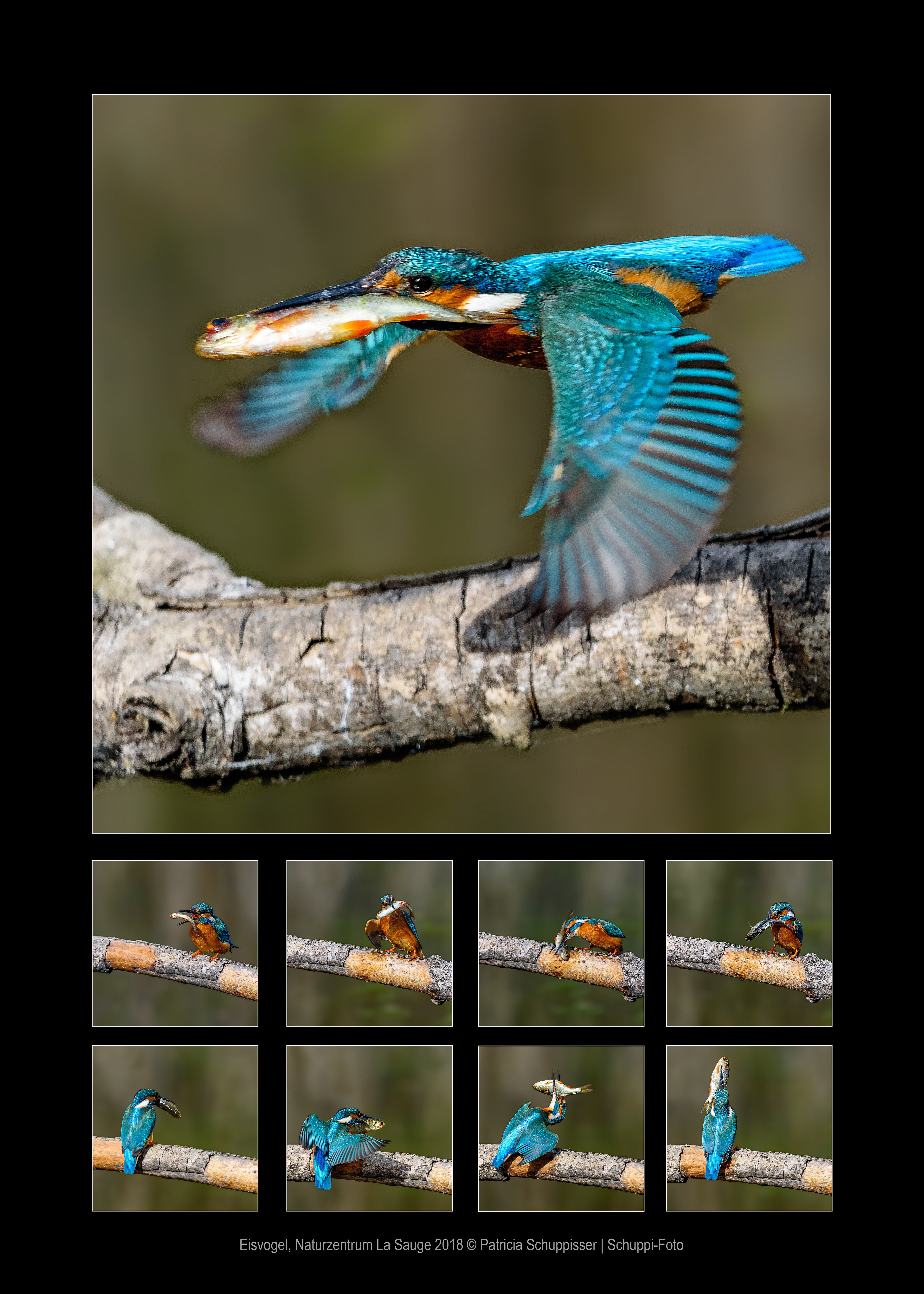 Collage Eisvogel