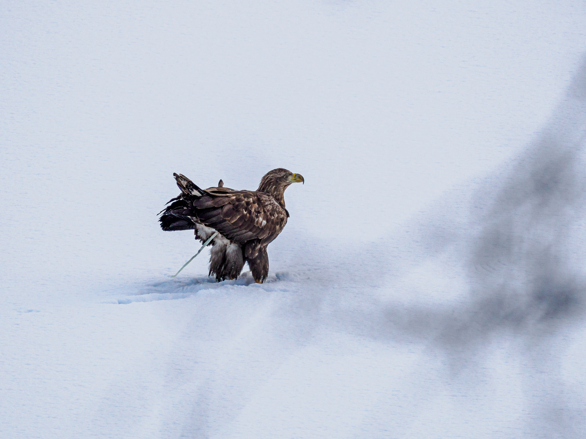 Seeadler