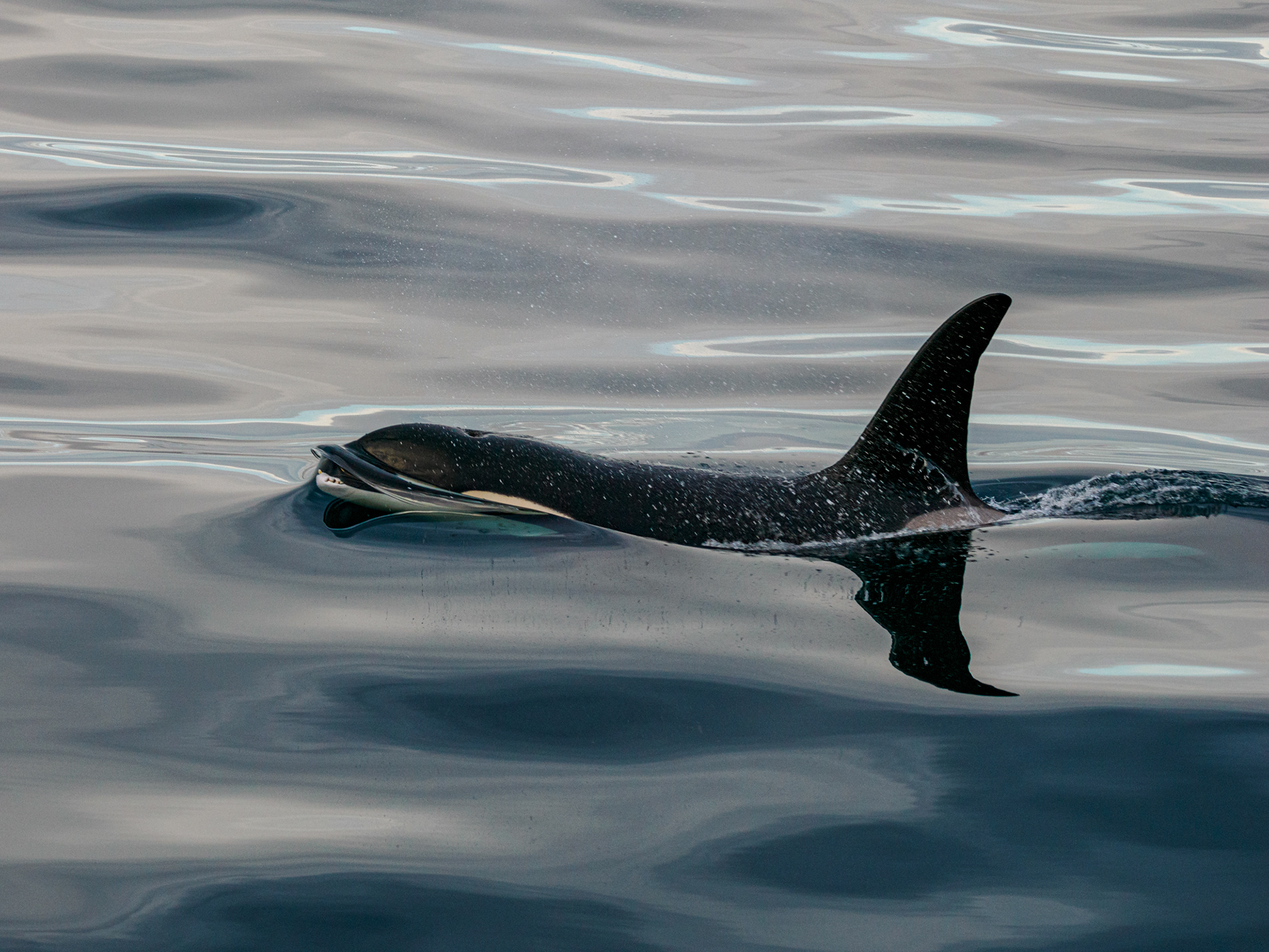 Orca