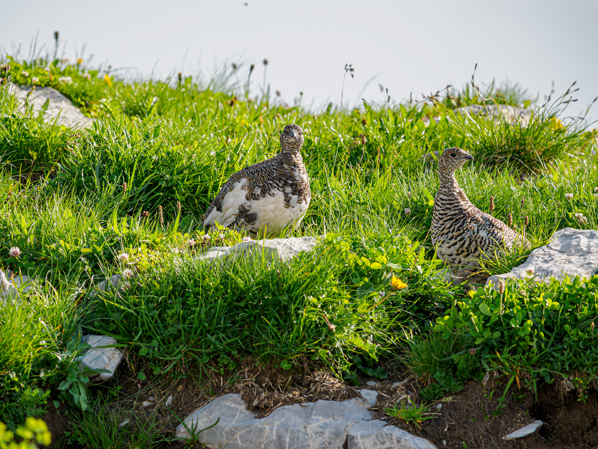 Alpenschneehuhn