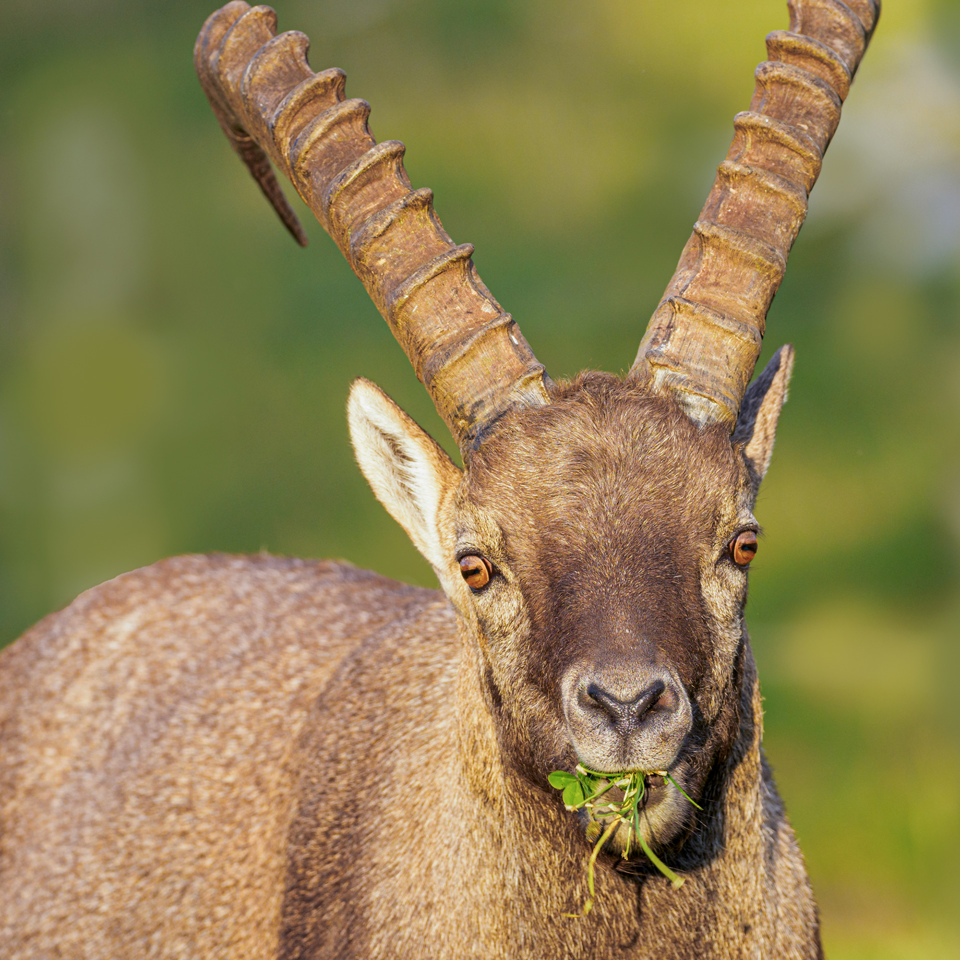 Steinbock