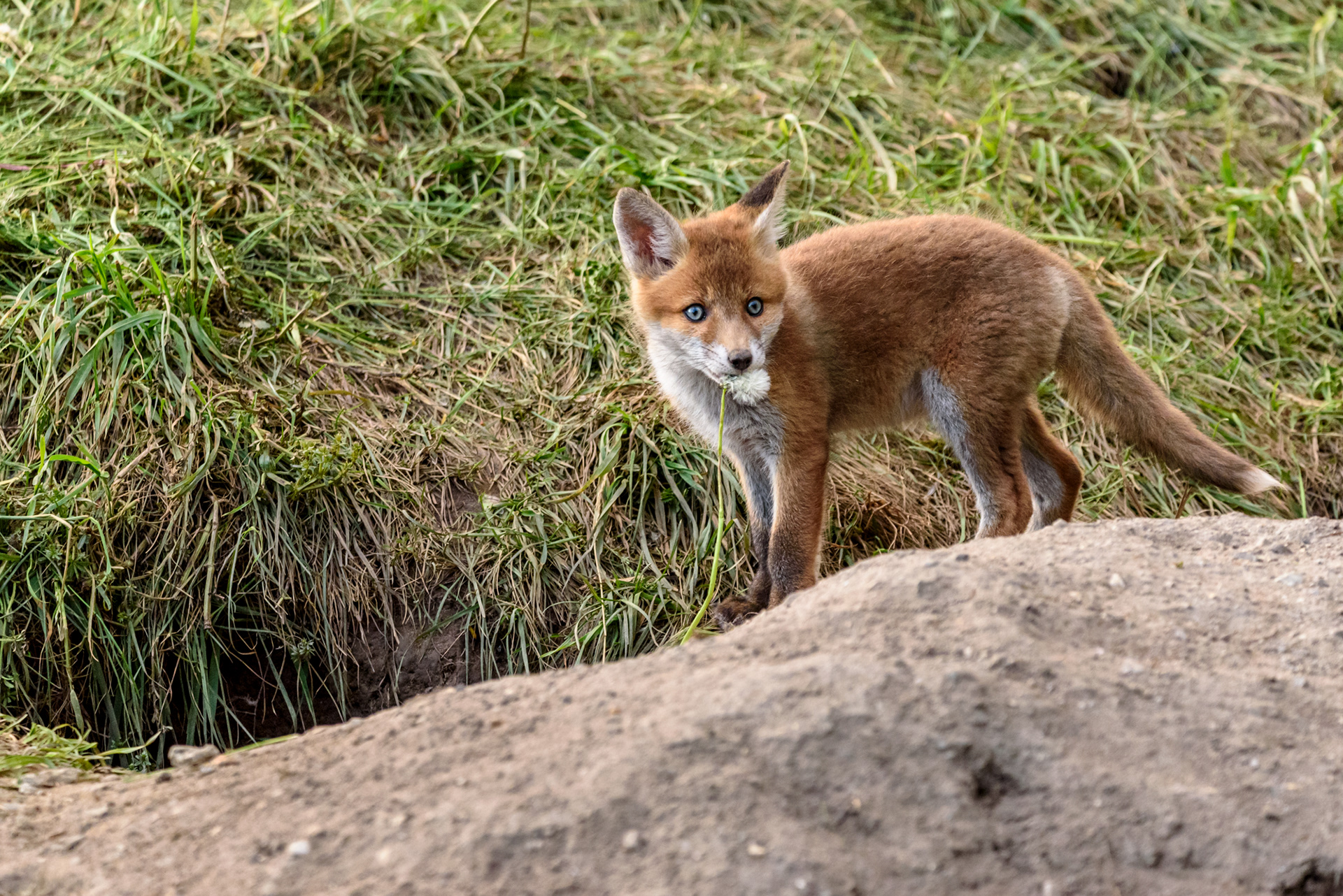 Jungfuchs