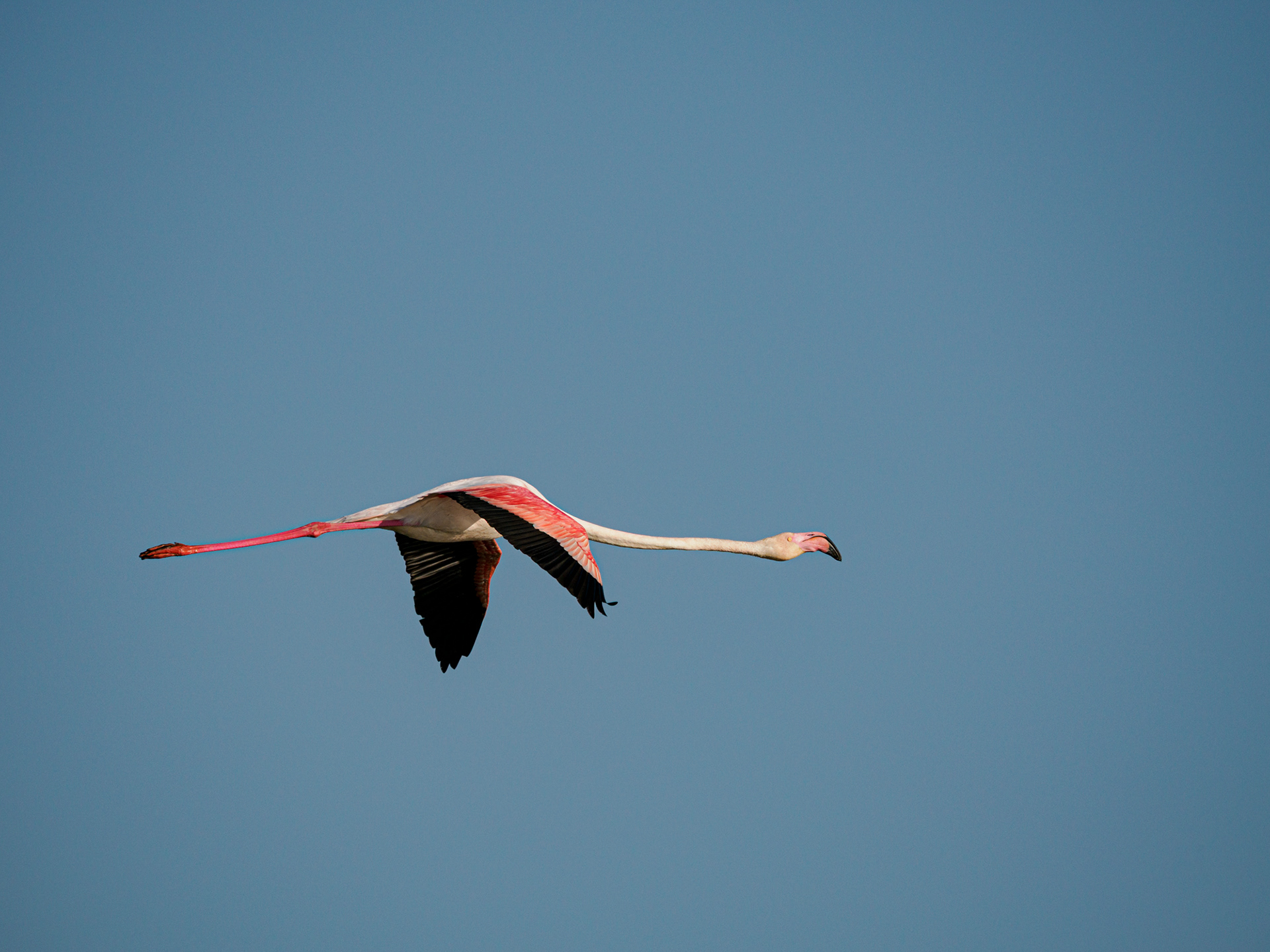 Flamingo