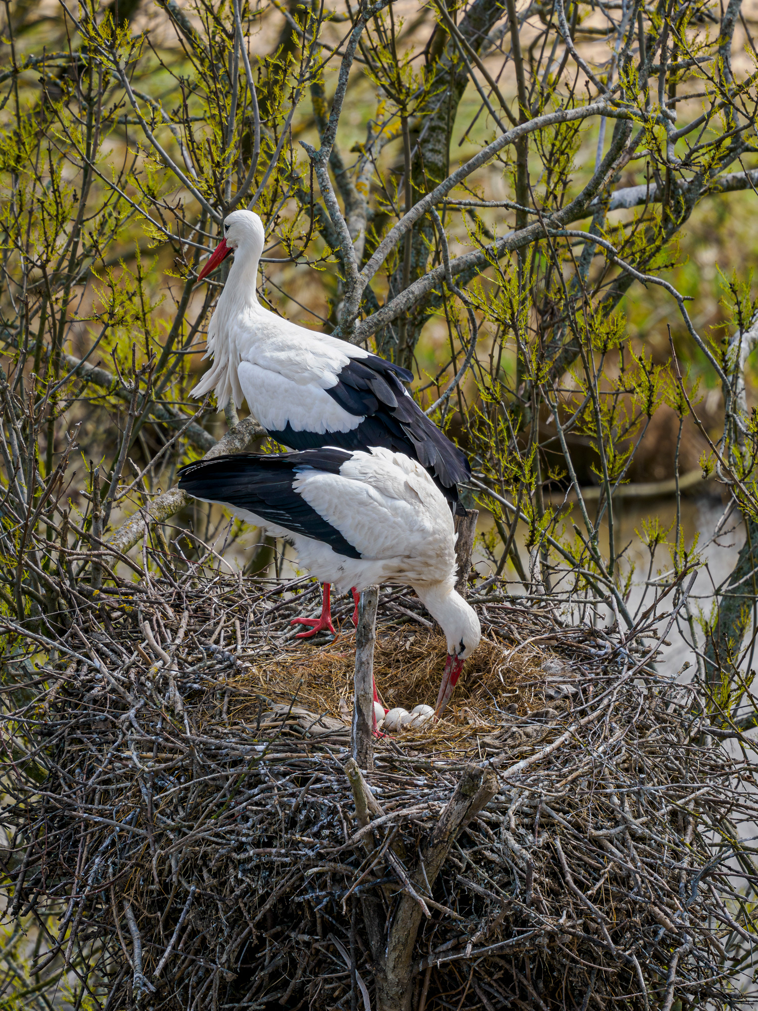 Storch