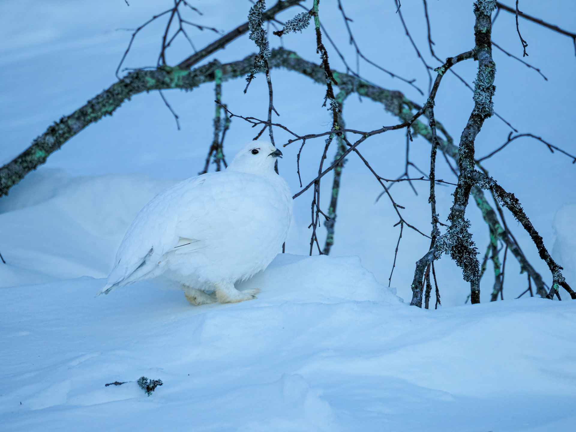 Moorschneehuhn