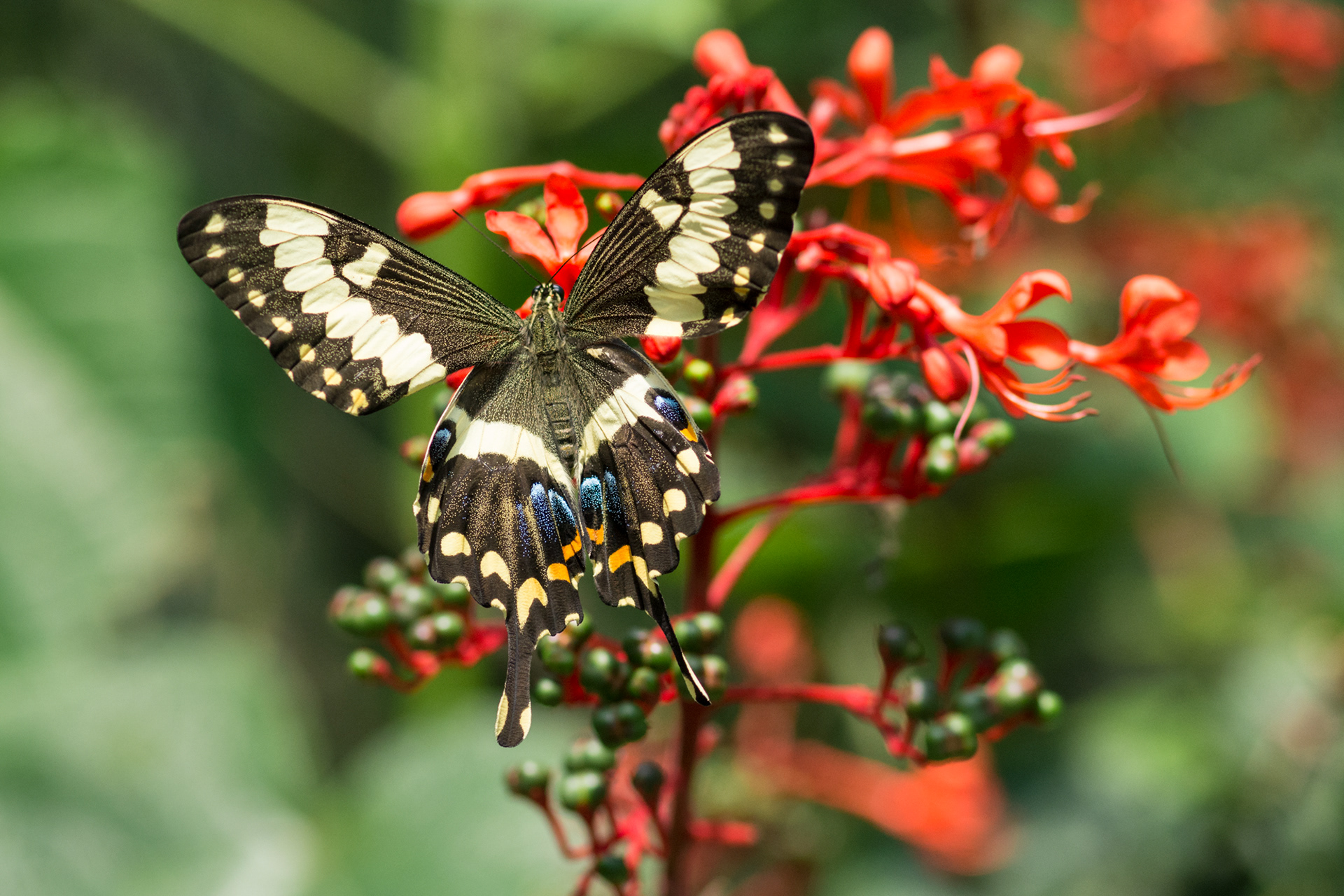 Schmetterling