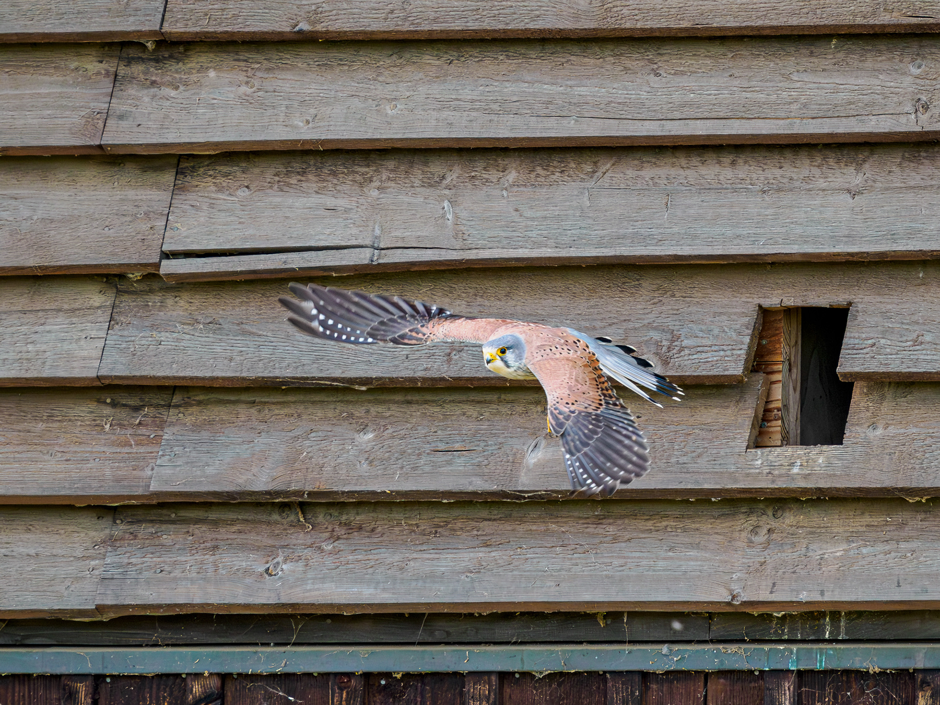 Turmfalke