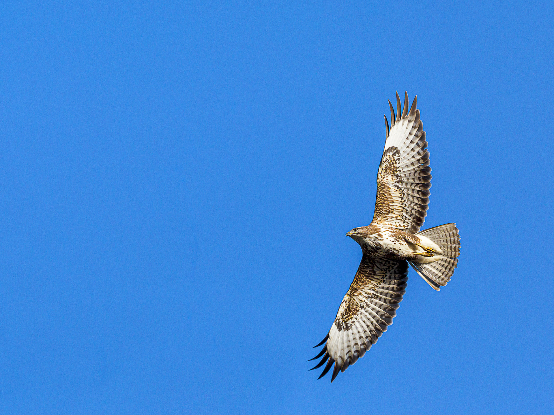 Mäusebussard