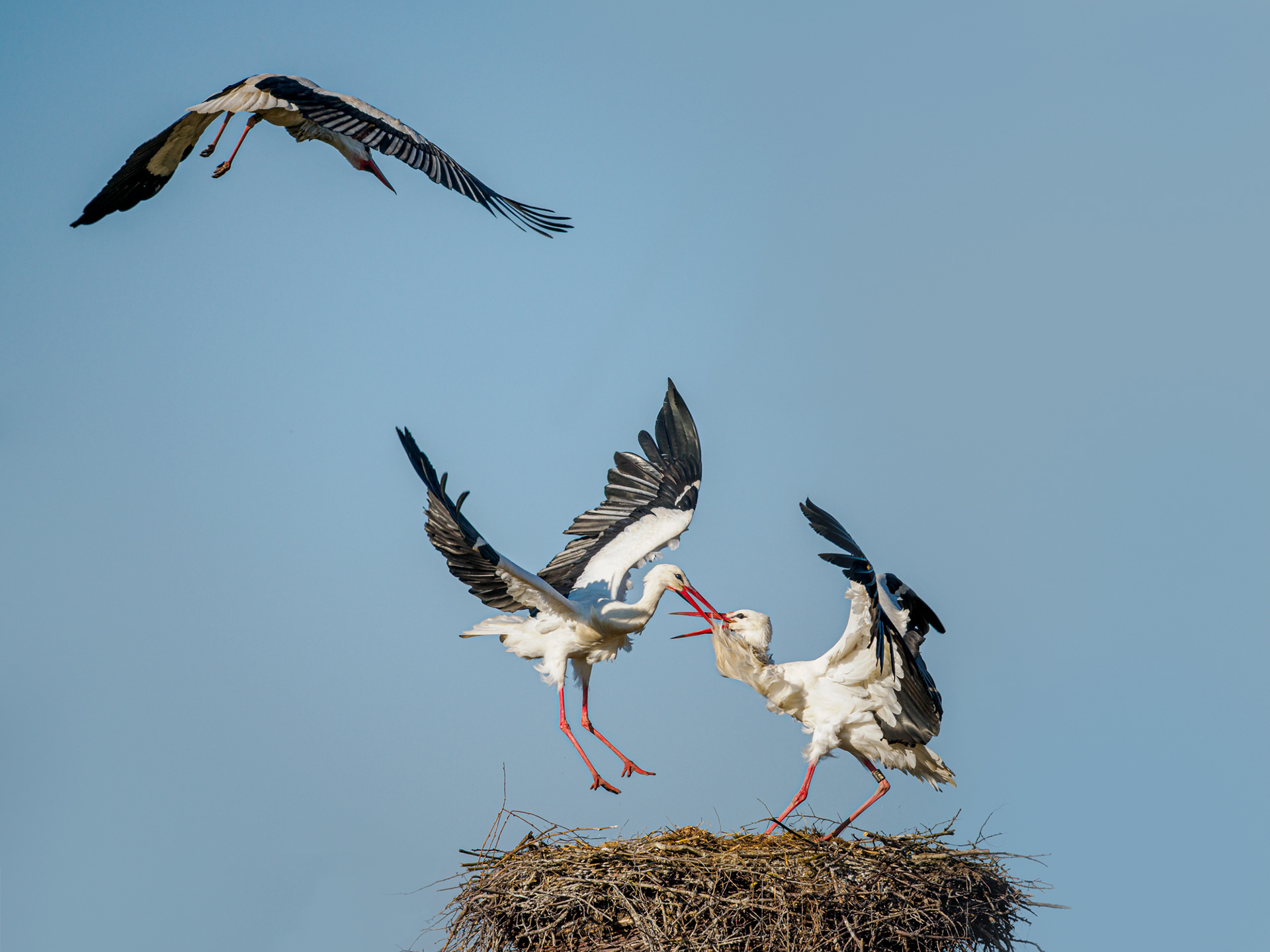 Storch
