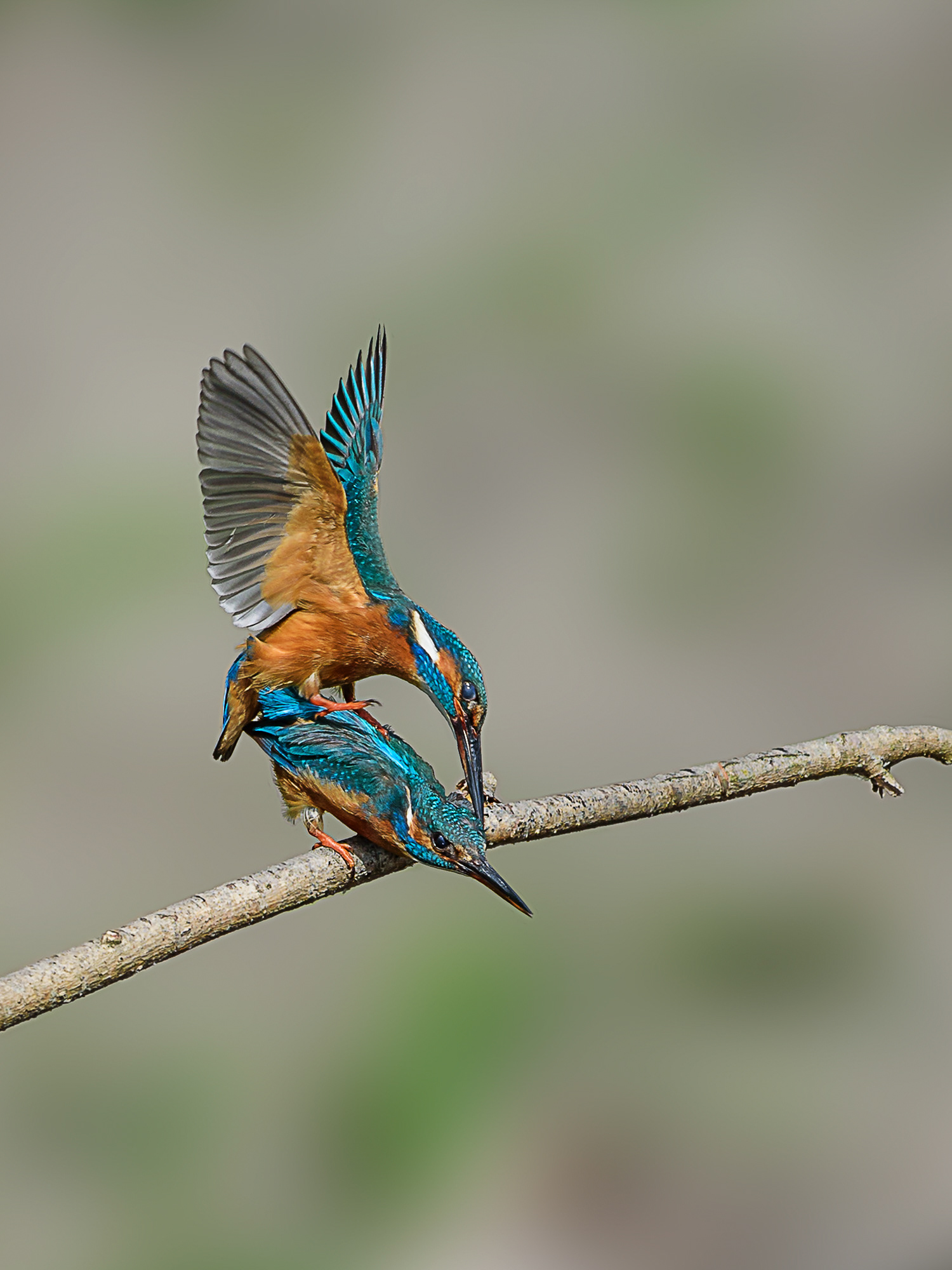 Eisvogel
