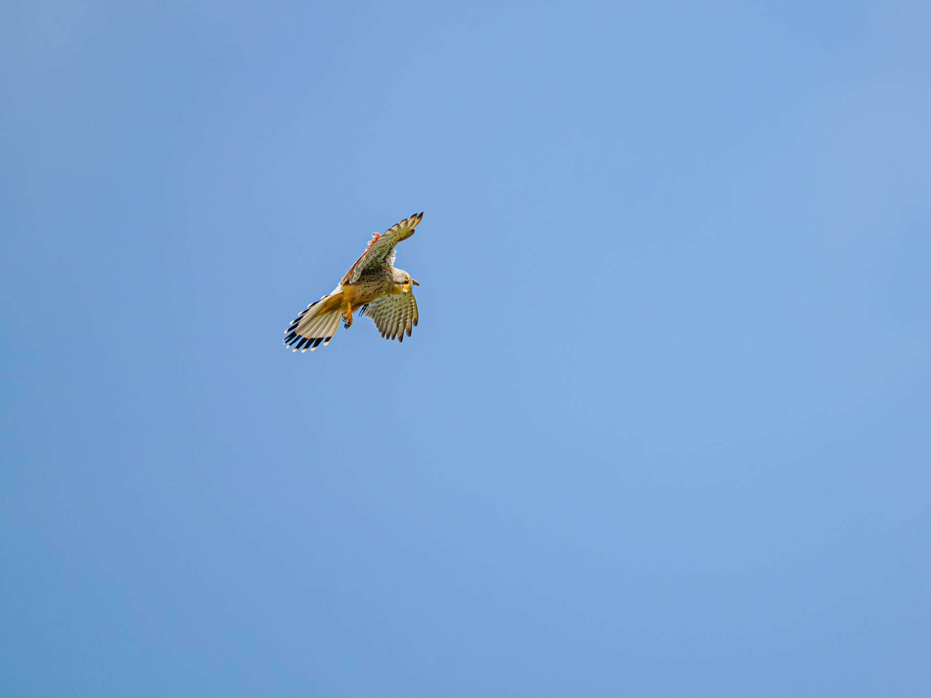 Turmfalke