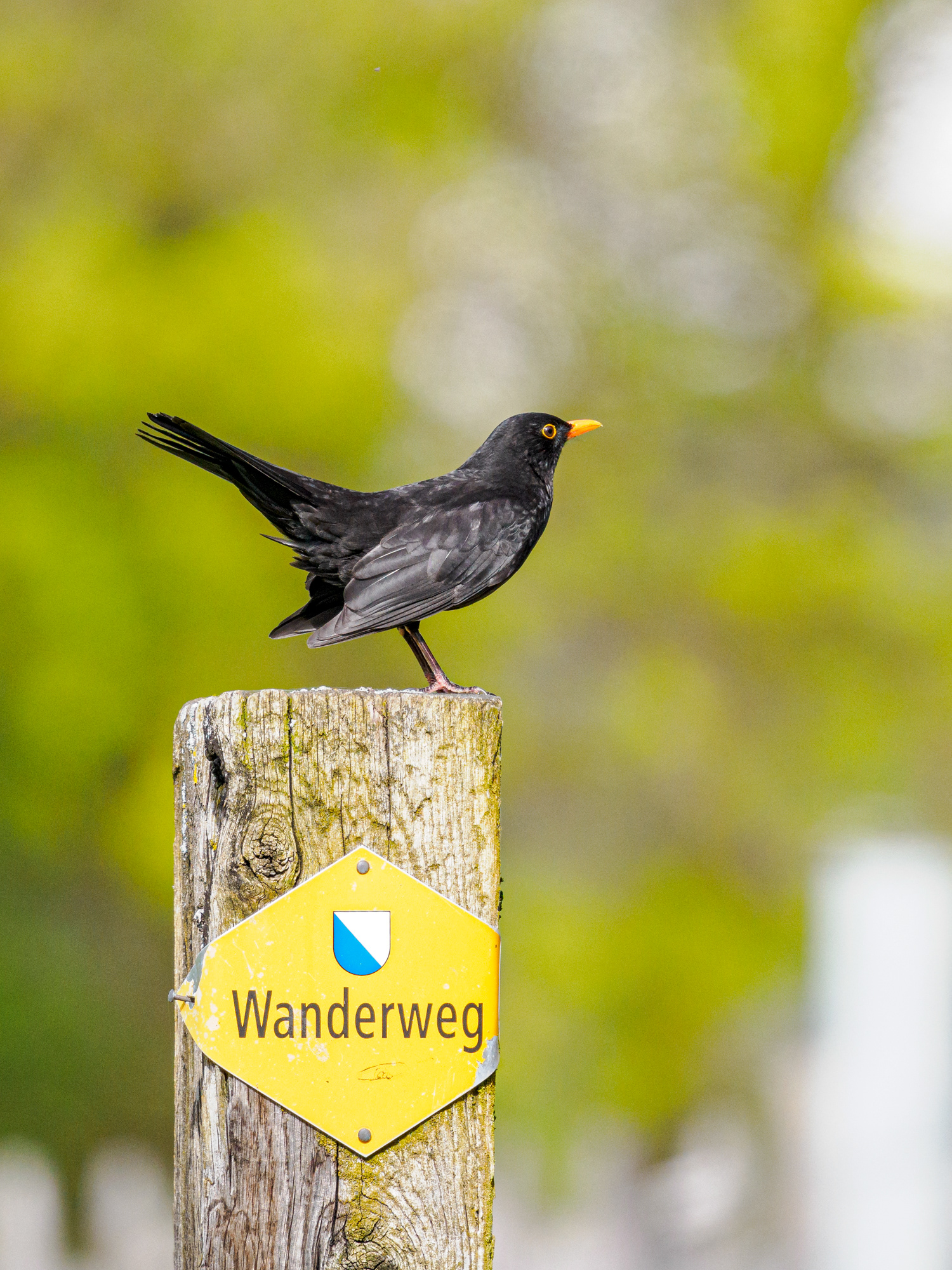 Amsel