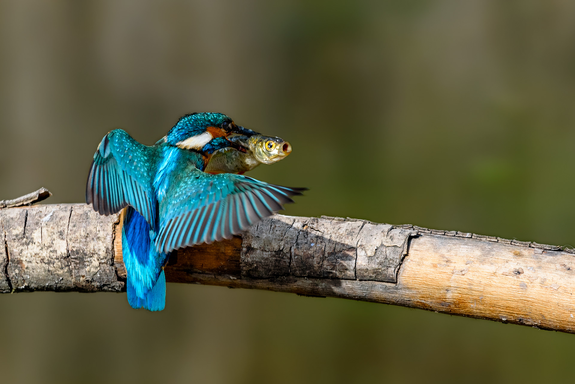 Eisvogel
