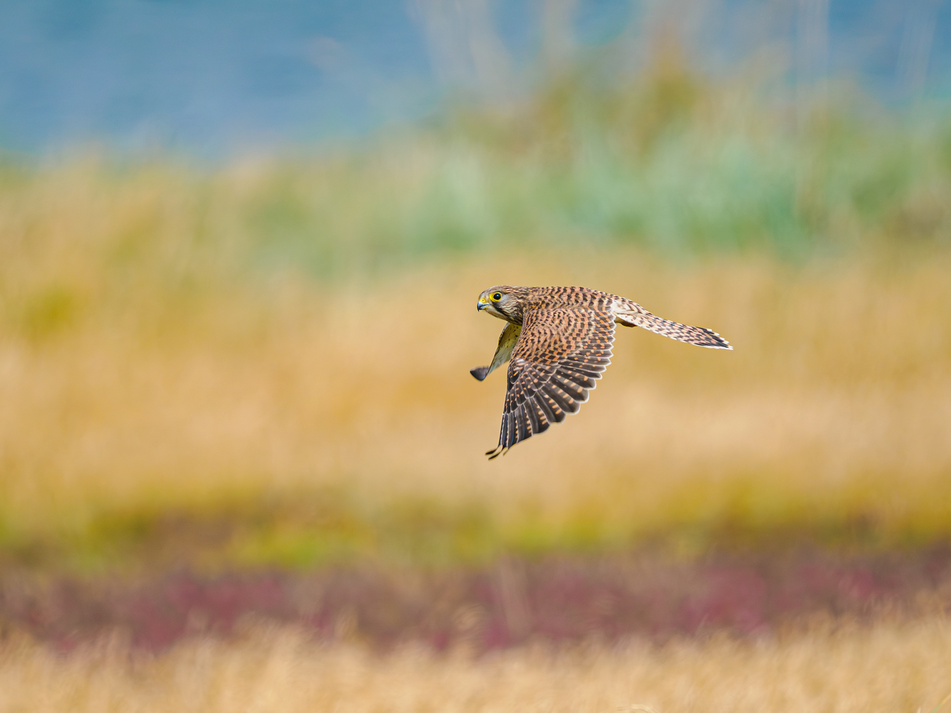 Turmfalke
