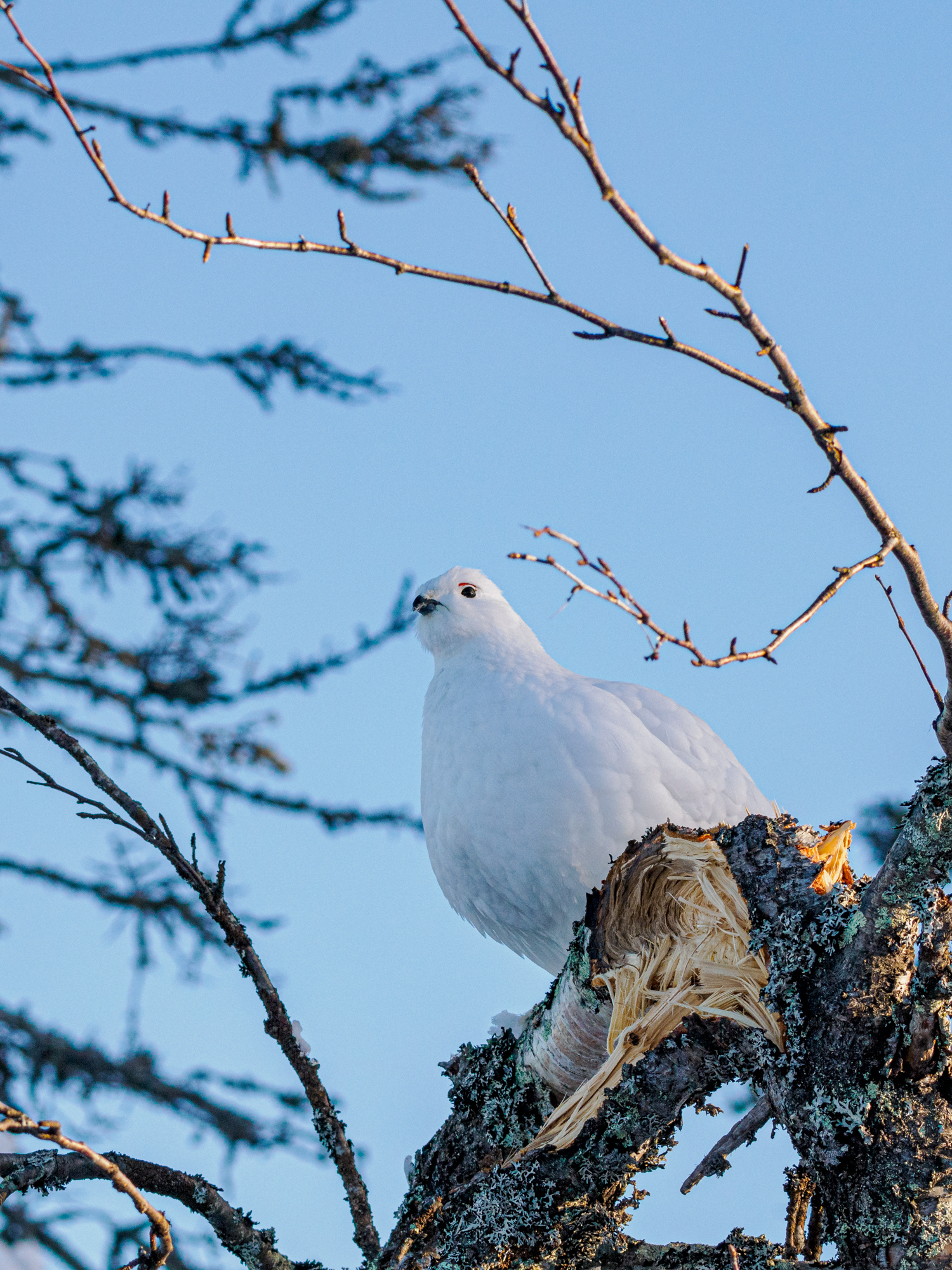 Moorschneehuhn