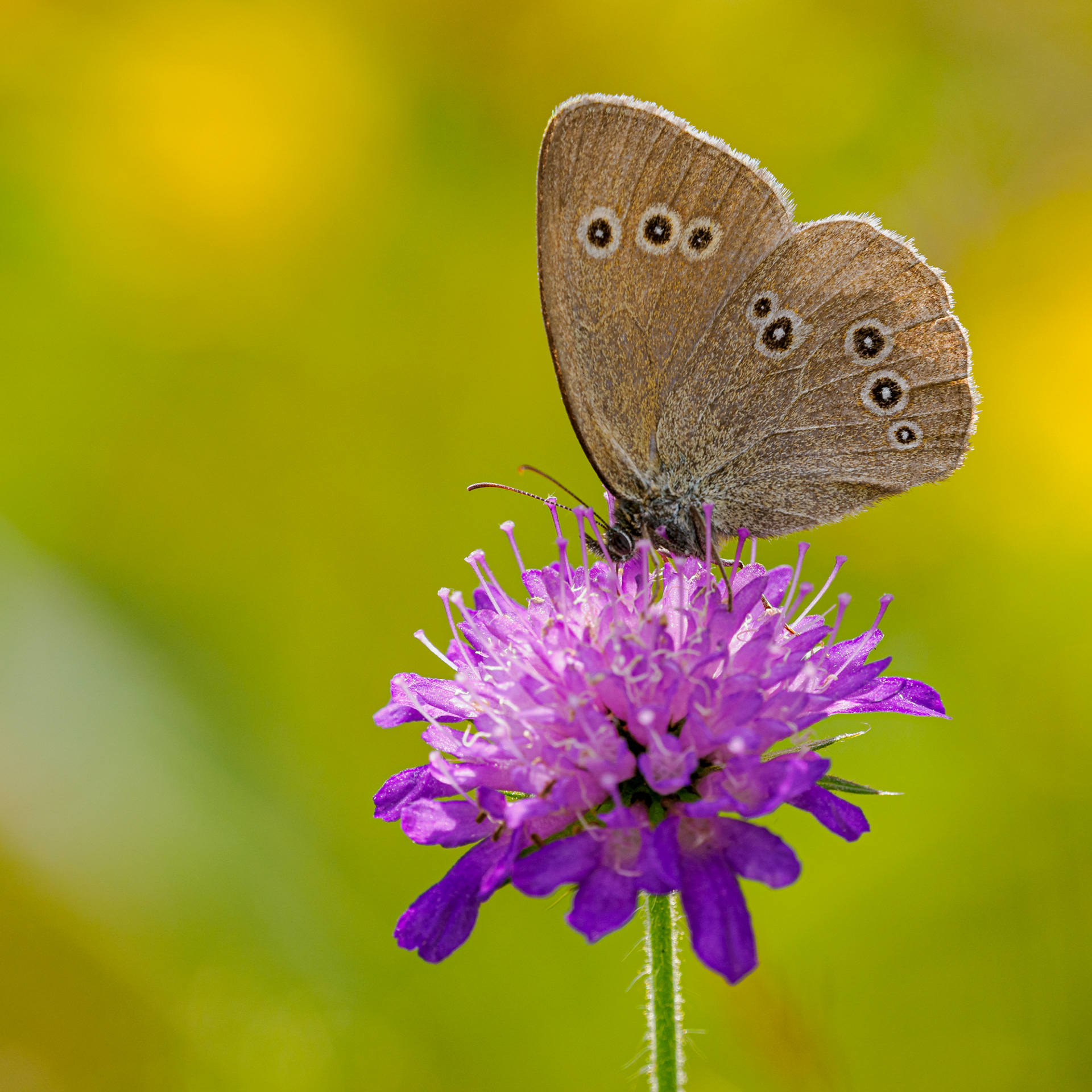 Brauner Vogel Schmetterling