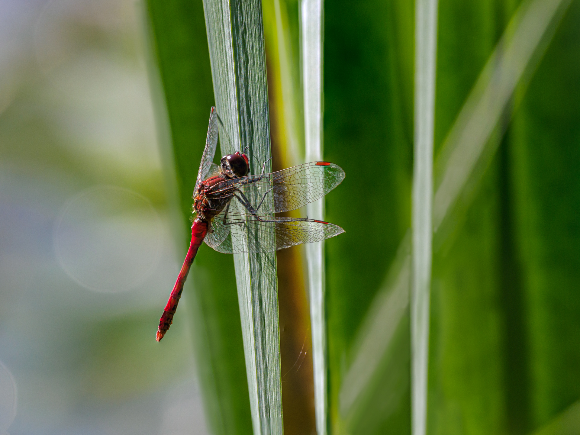 Libelle