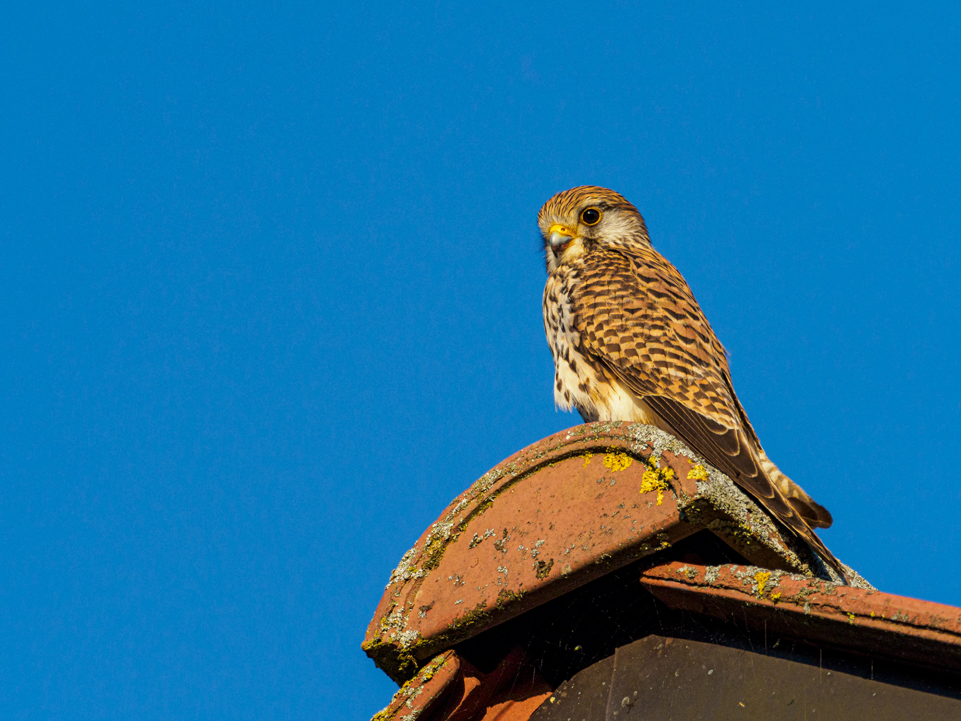 Turmfalke