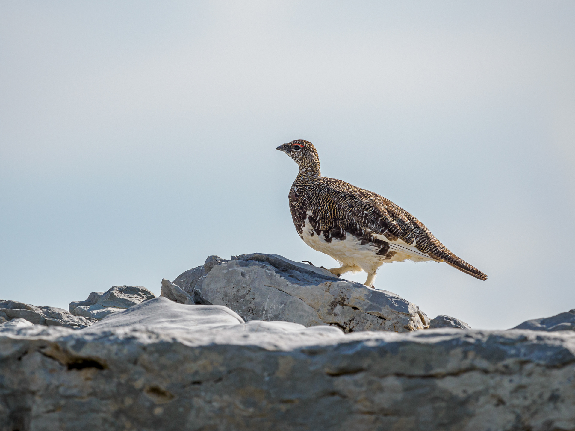 Alpenschneehuhn