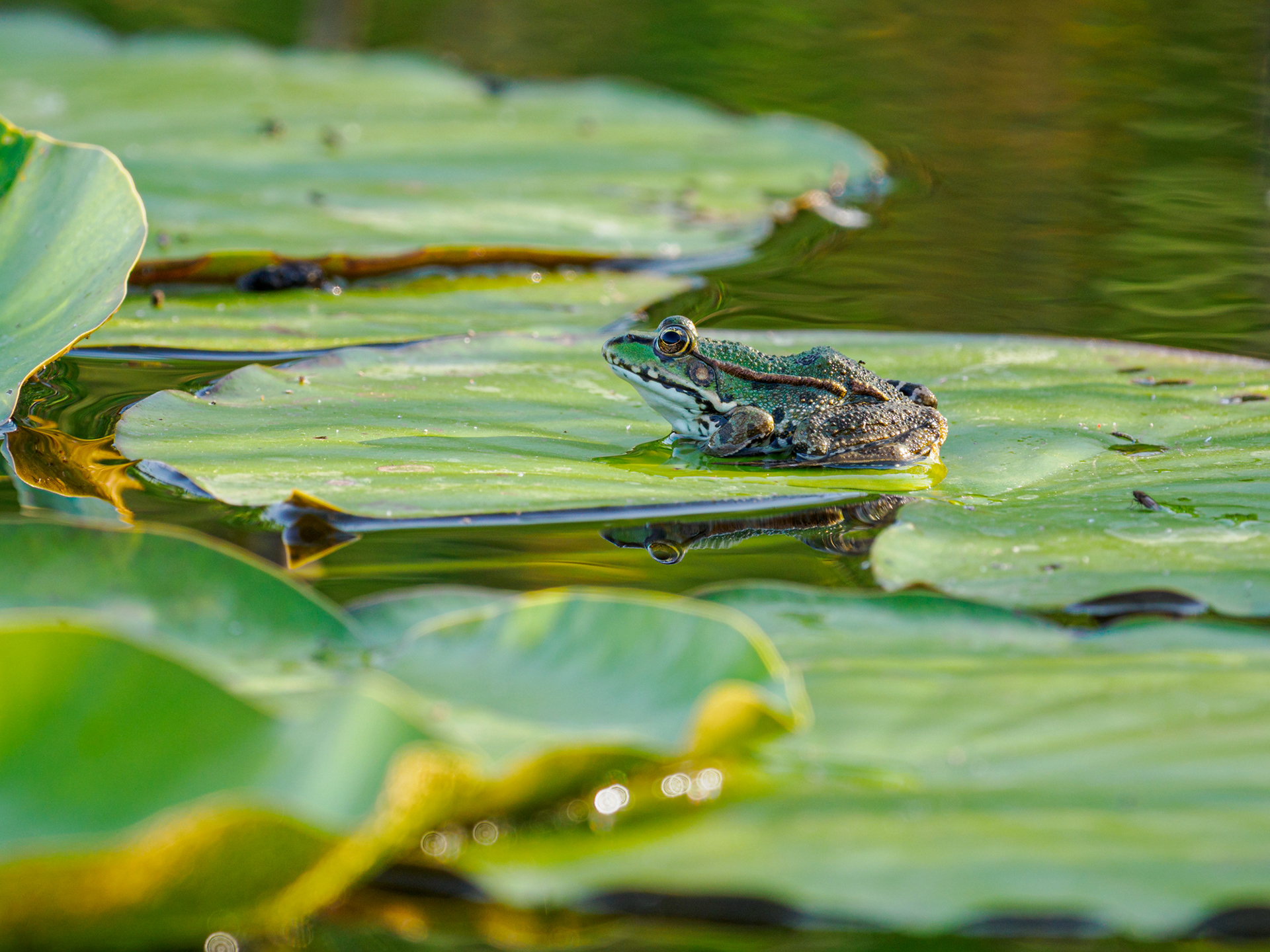 Teichfrosch