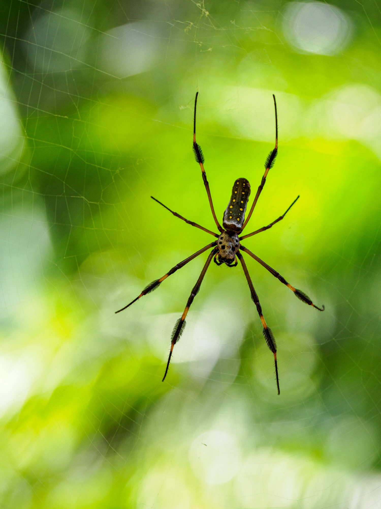 goldige Seidenspinne