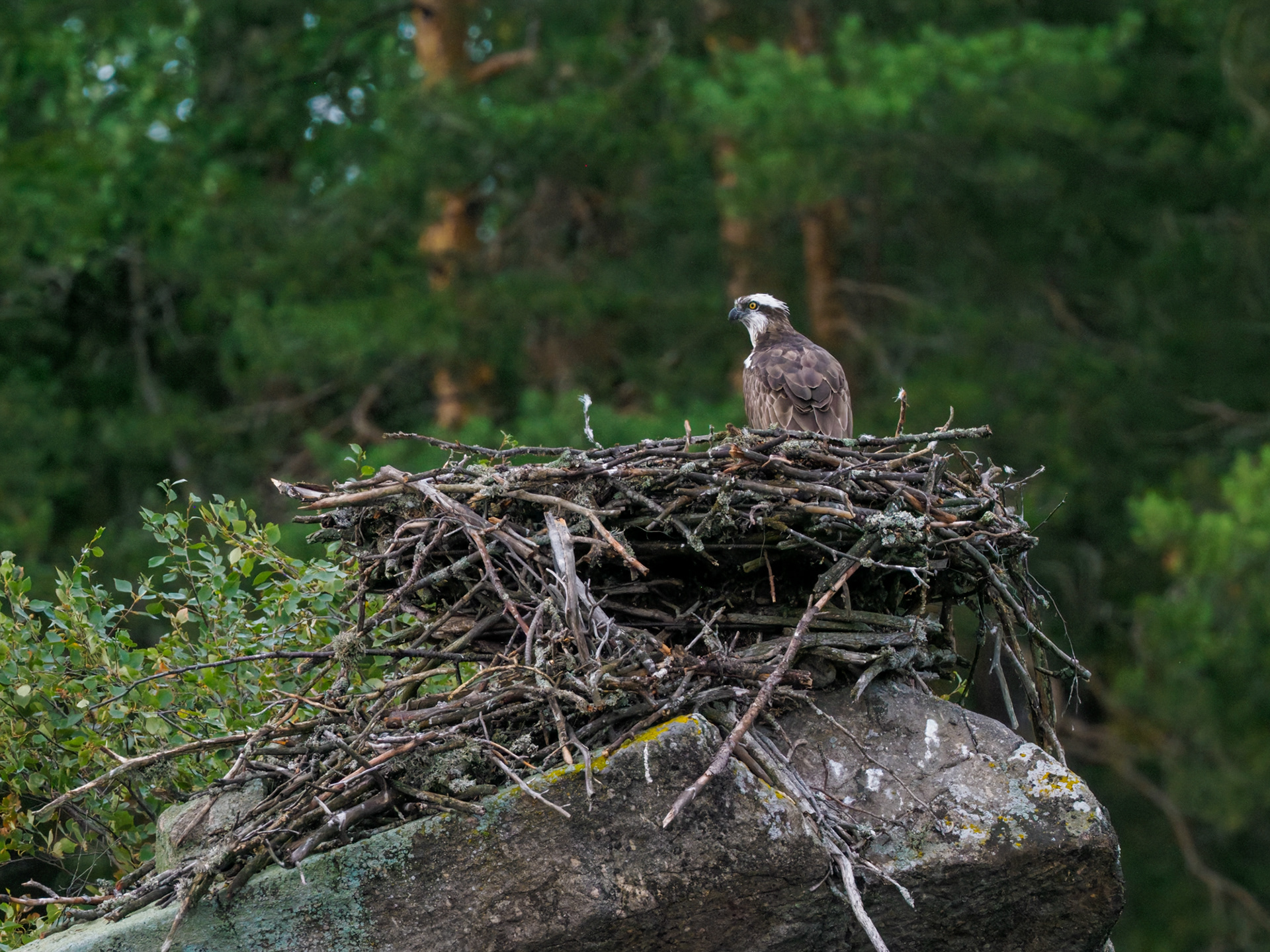 Fischadler-Nest