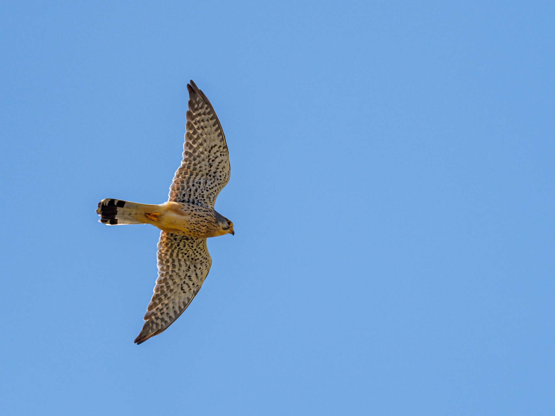 Turmfalke