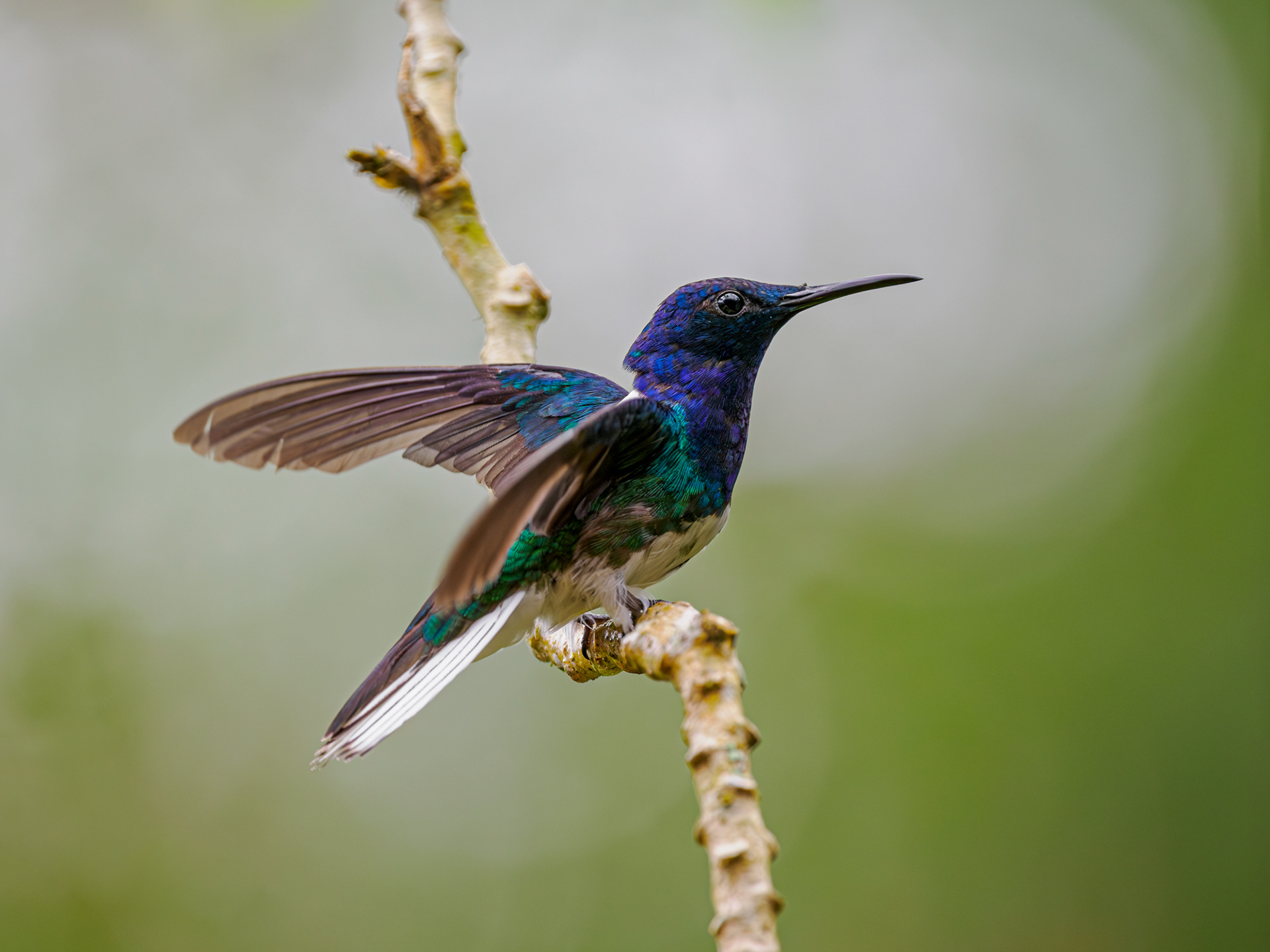 Kolibri