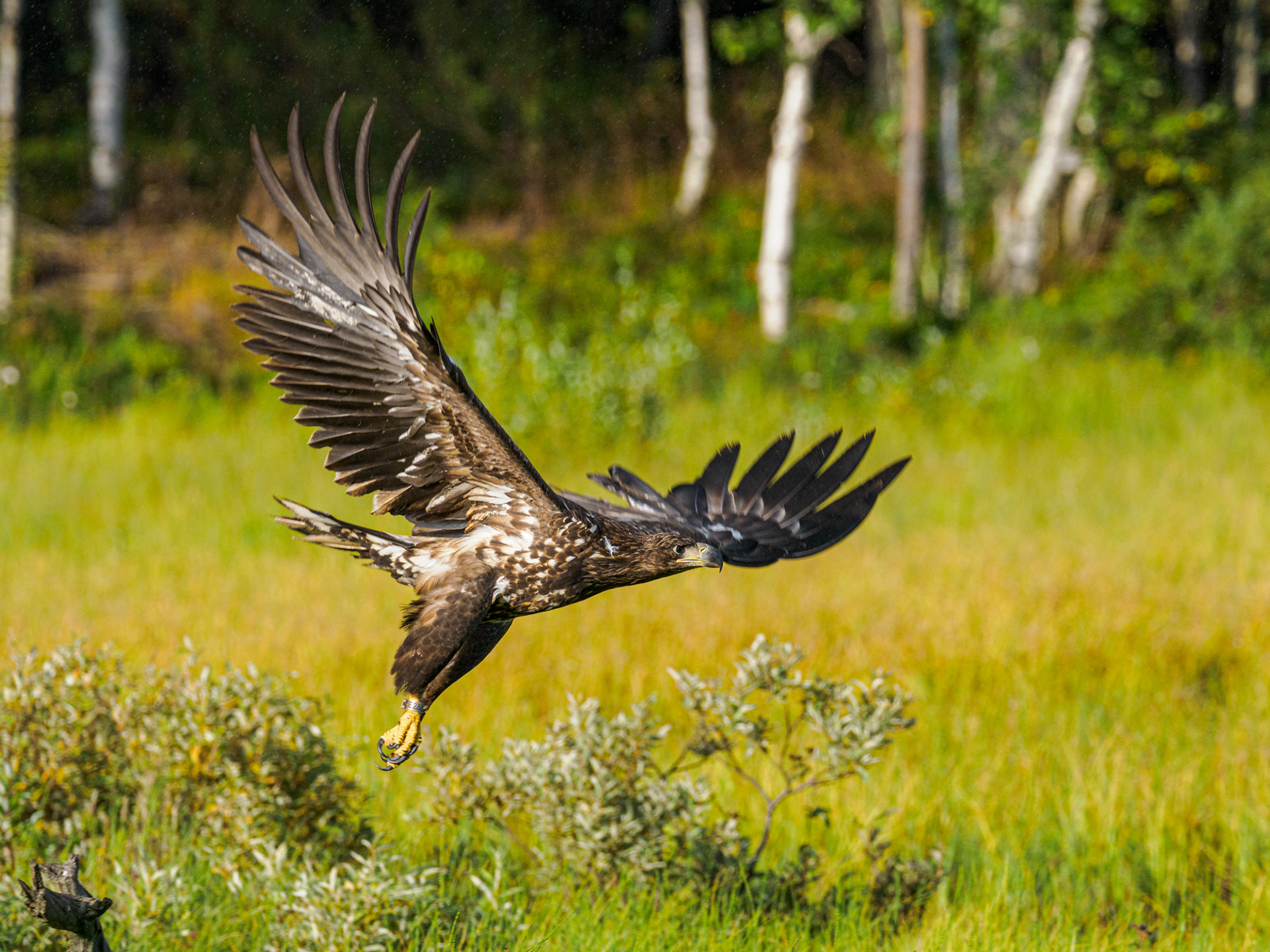 Seeadler